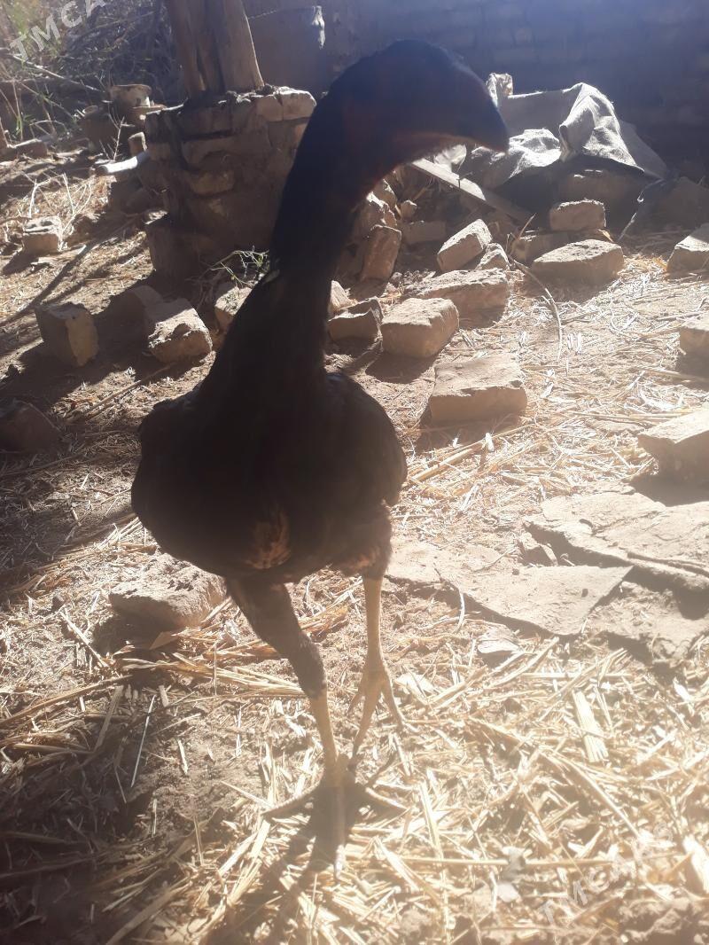 das juja - Шабатский этрап - img 1