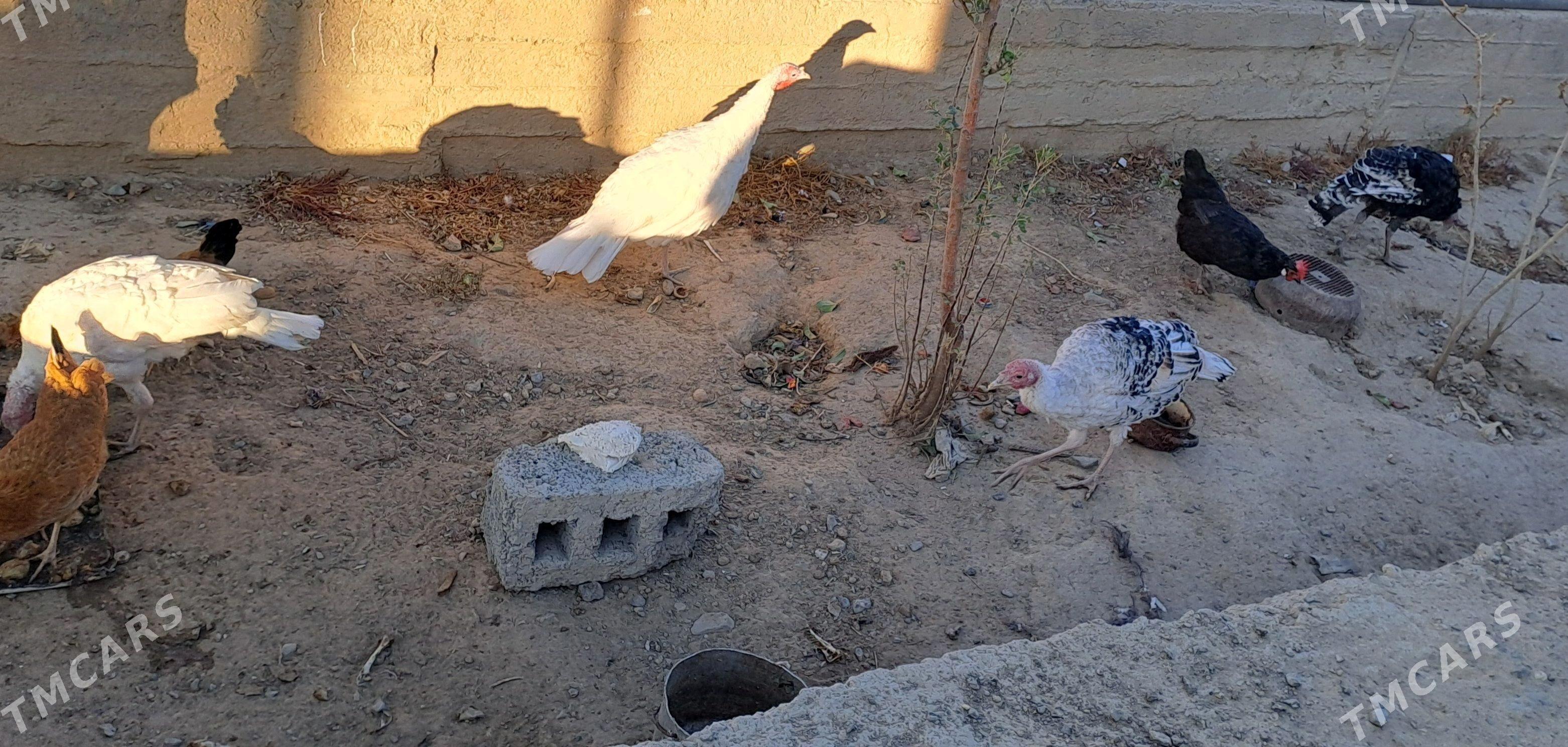 Induk - Gyzylarbat - img 3