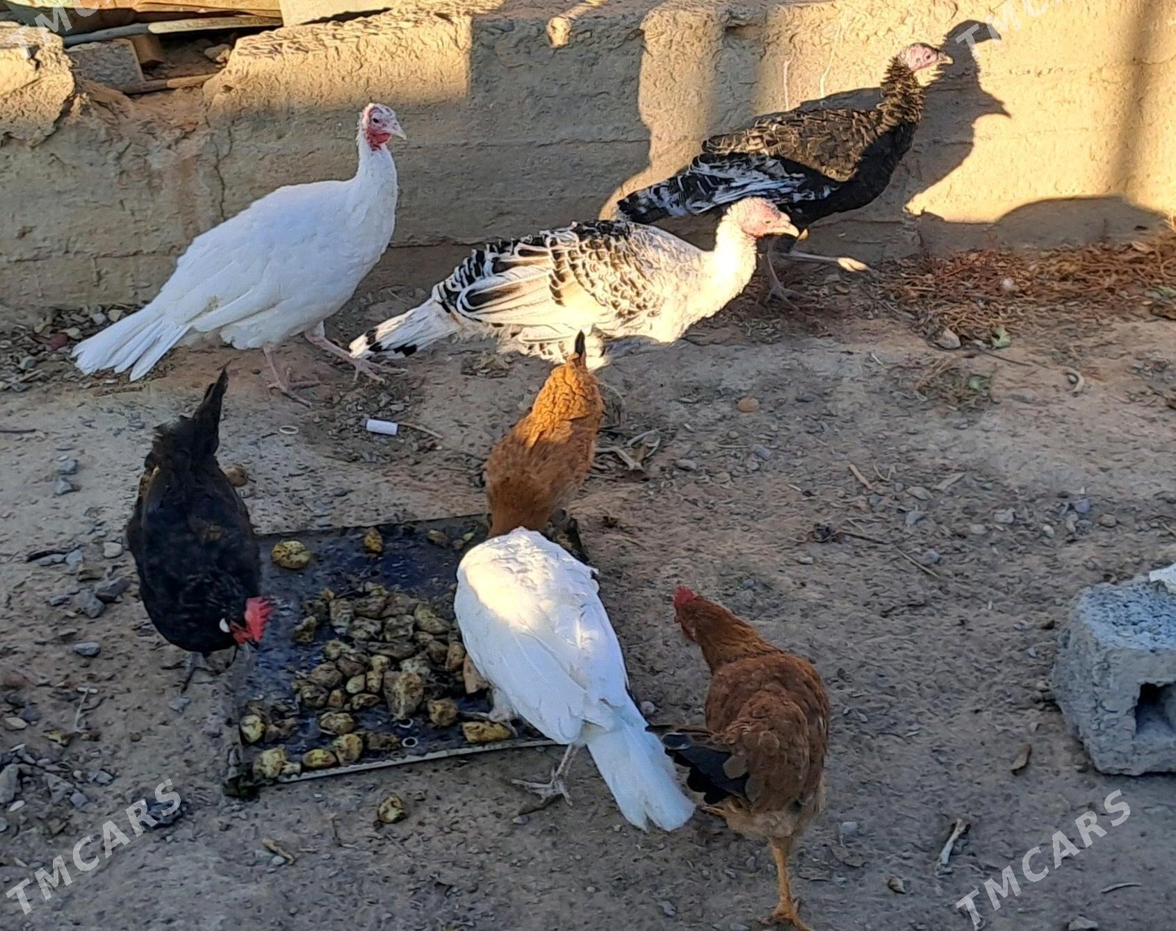 Induk - Gyzylarbat - img 4