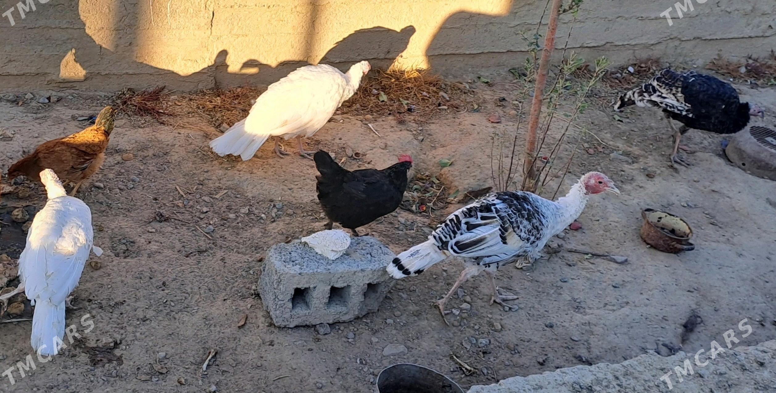 Induk - Gyzylarbat - img 1