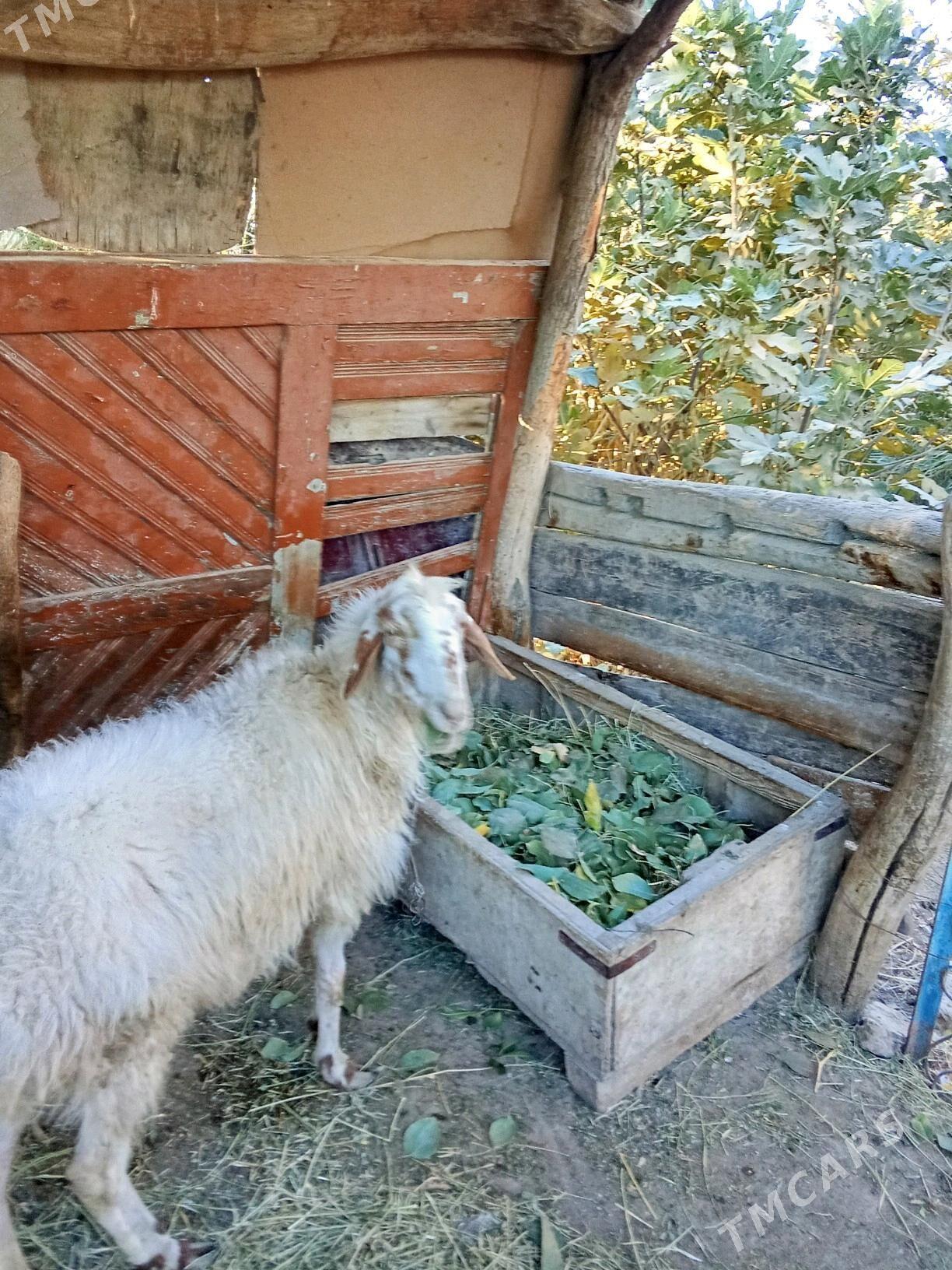 Ak Goyun - Туркменабат - img 3