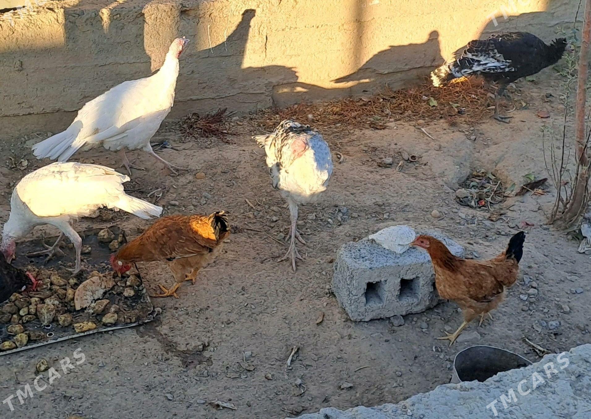 Induk - Gyzylarbat - img 5