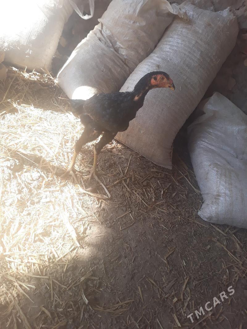 das juja - Шабатский этрап - img 2