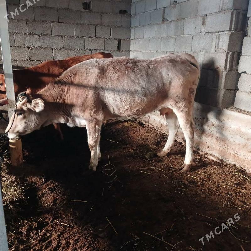 SYGYR - Бузмеин - img 2