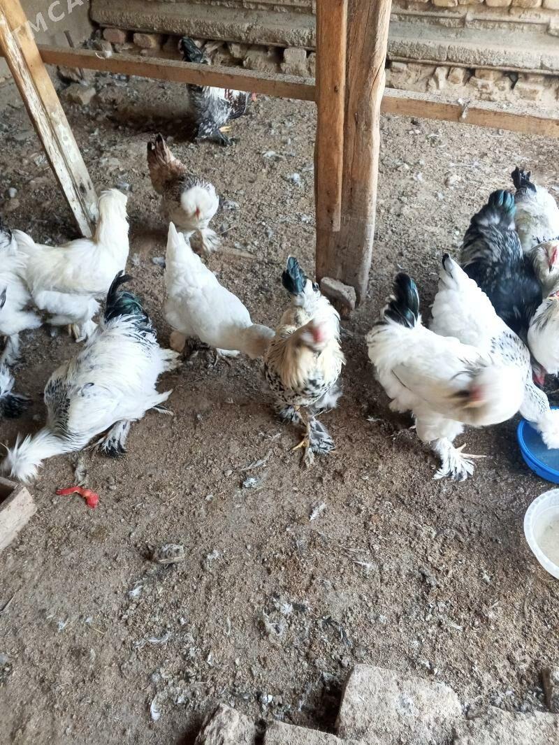 Towuk - Мары - img 1