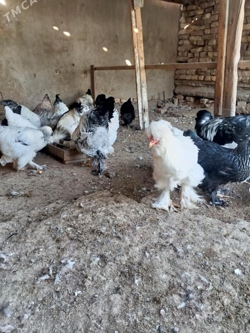 Towuk - Мары - img 3