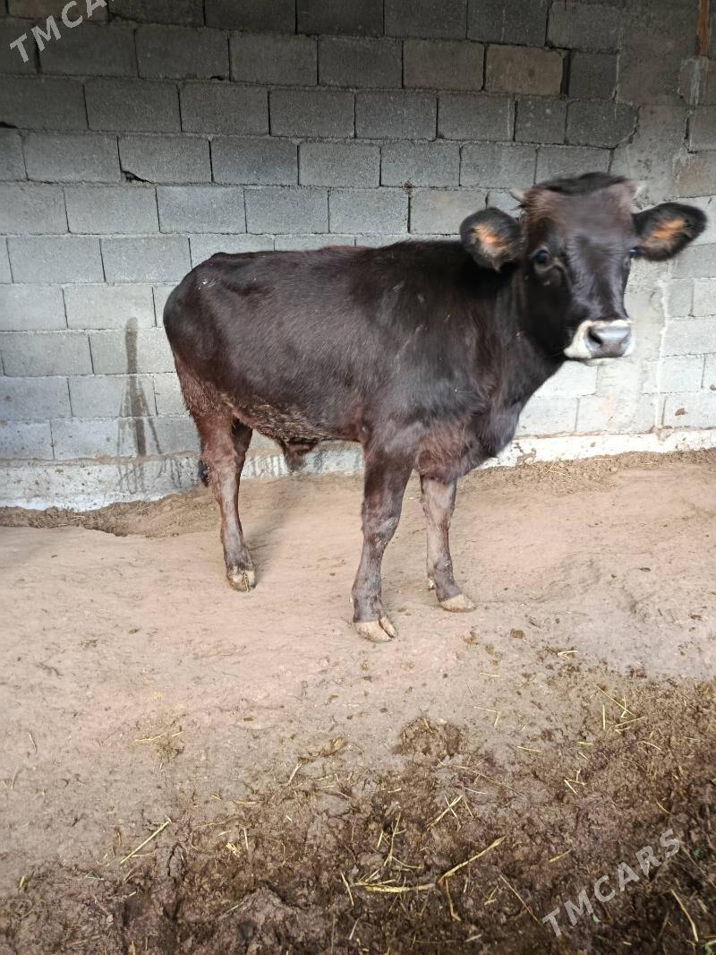 okuz ler - Бузмеин - img 2