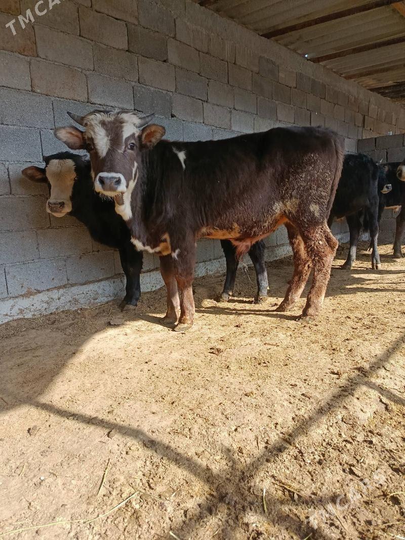 okuz ler - Бузмеин - img 3