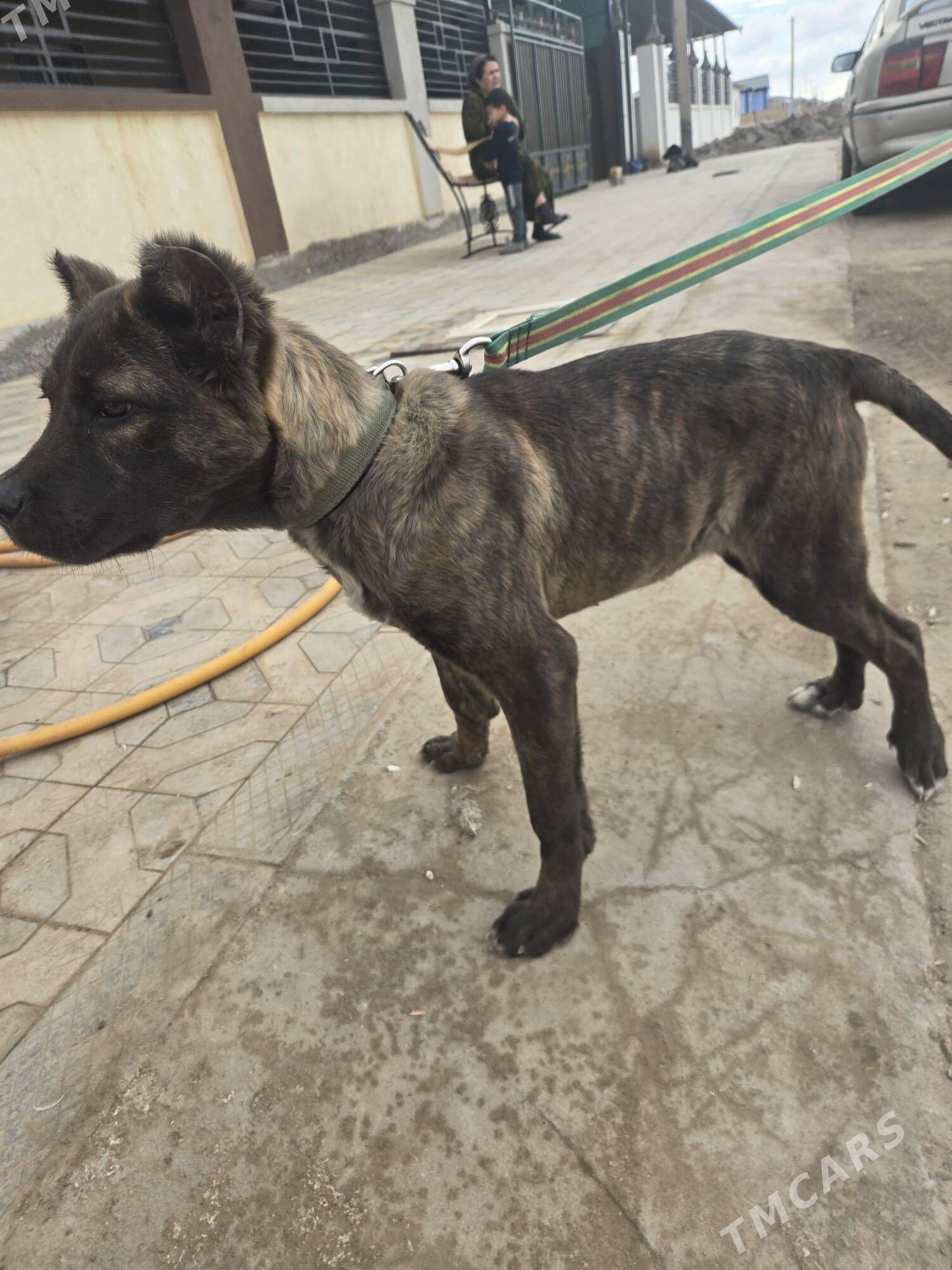 Pitbul - Дашогуз - img 1