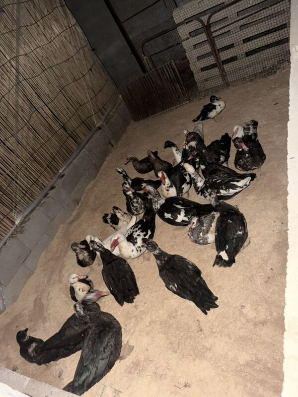 indawutka ordek maki - Büzmeýin - img 4