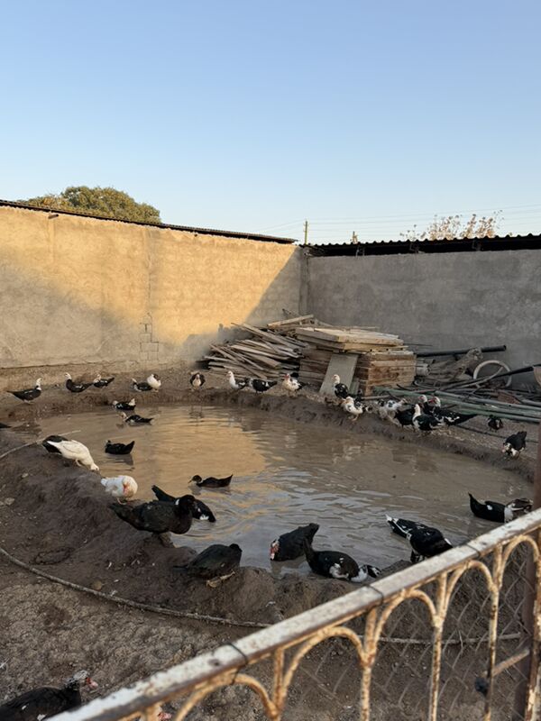 indawutka ordek maki - Büzmeýin - img 3