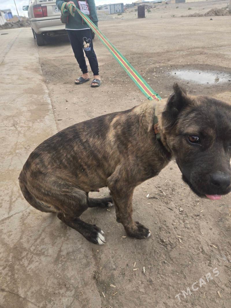 Pitbul - Daşoguz - img 3