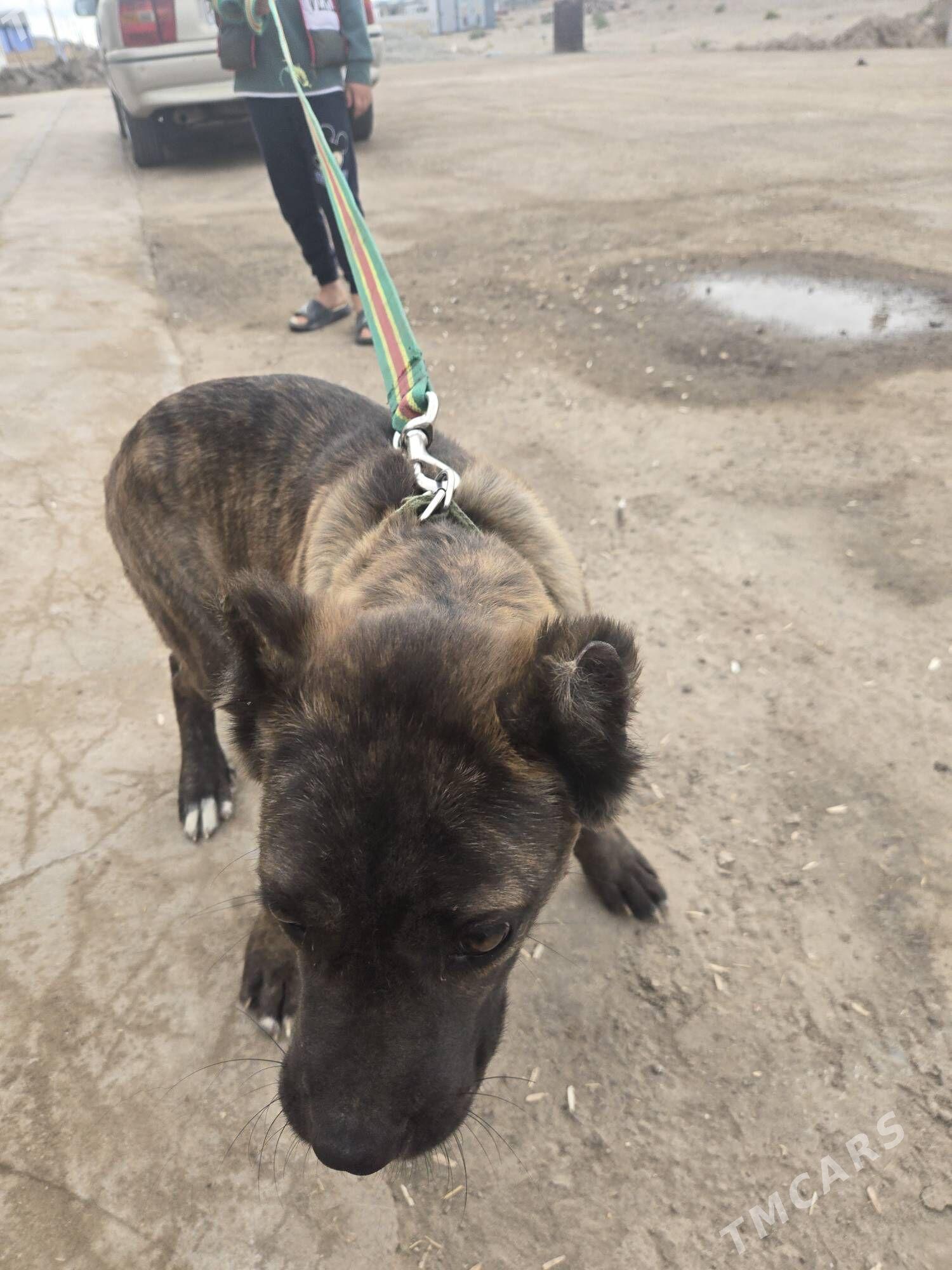 Pitbul - Daşoguz - img 2