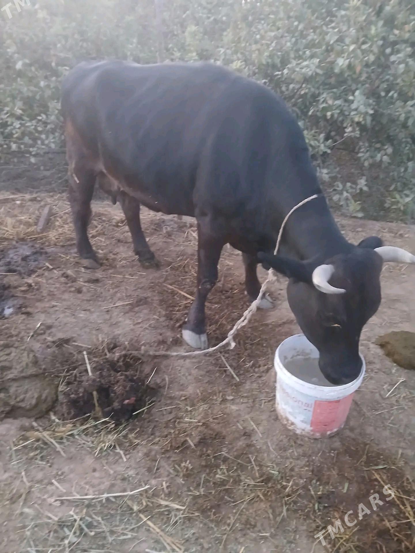 sygyr - Kaka - img 2