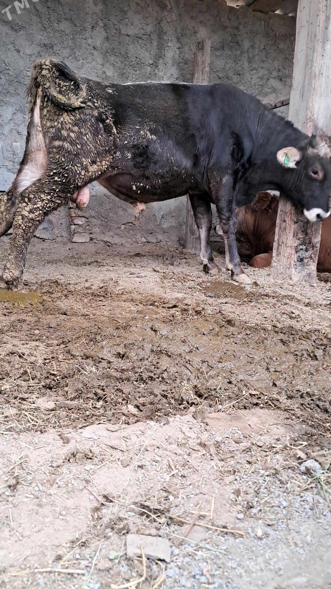 Őkůz - Gökdepe - img 2