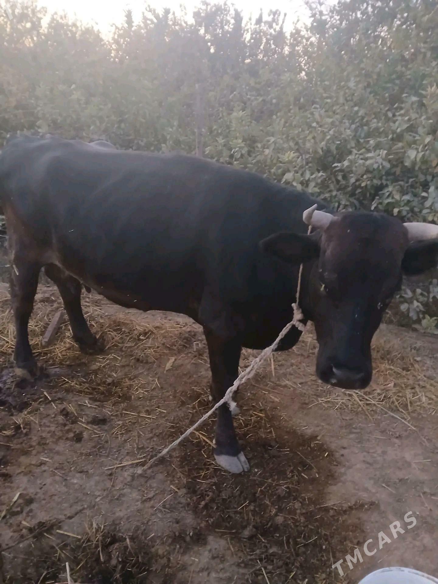 sygyr - Kaka - img 3