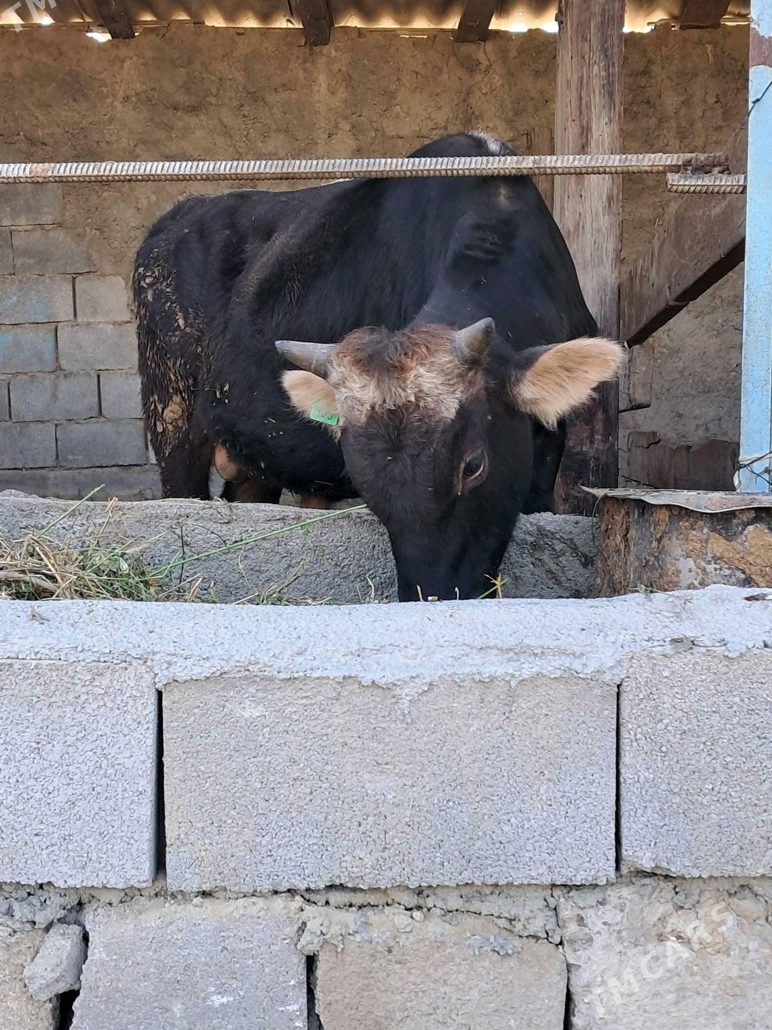 Őkůz - Gökdepe - img 3