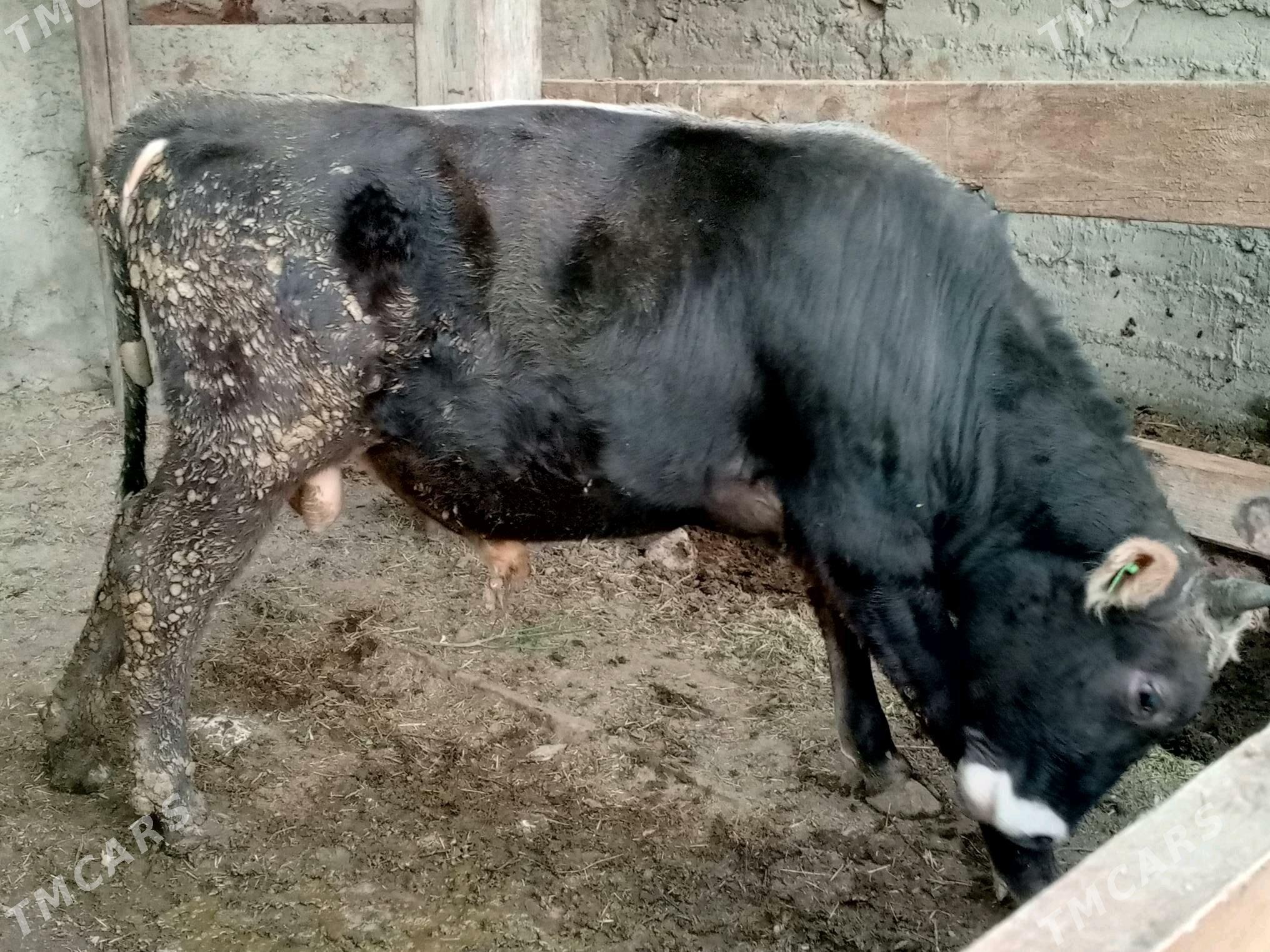 Őkůz - Gökdepe - img 5