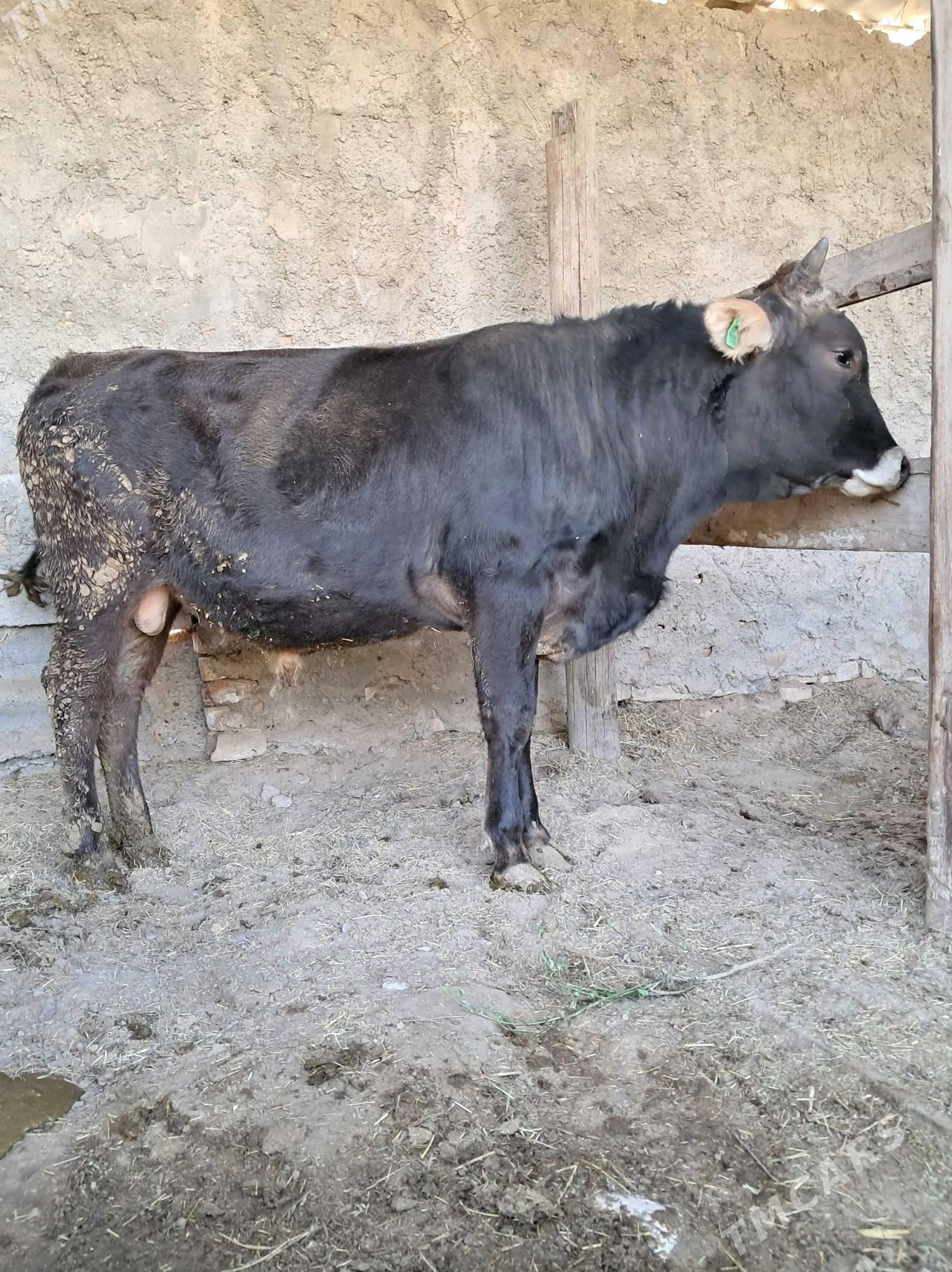 Őkůz - Gökdepe - img 4