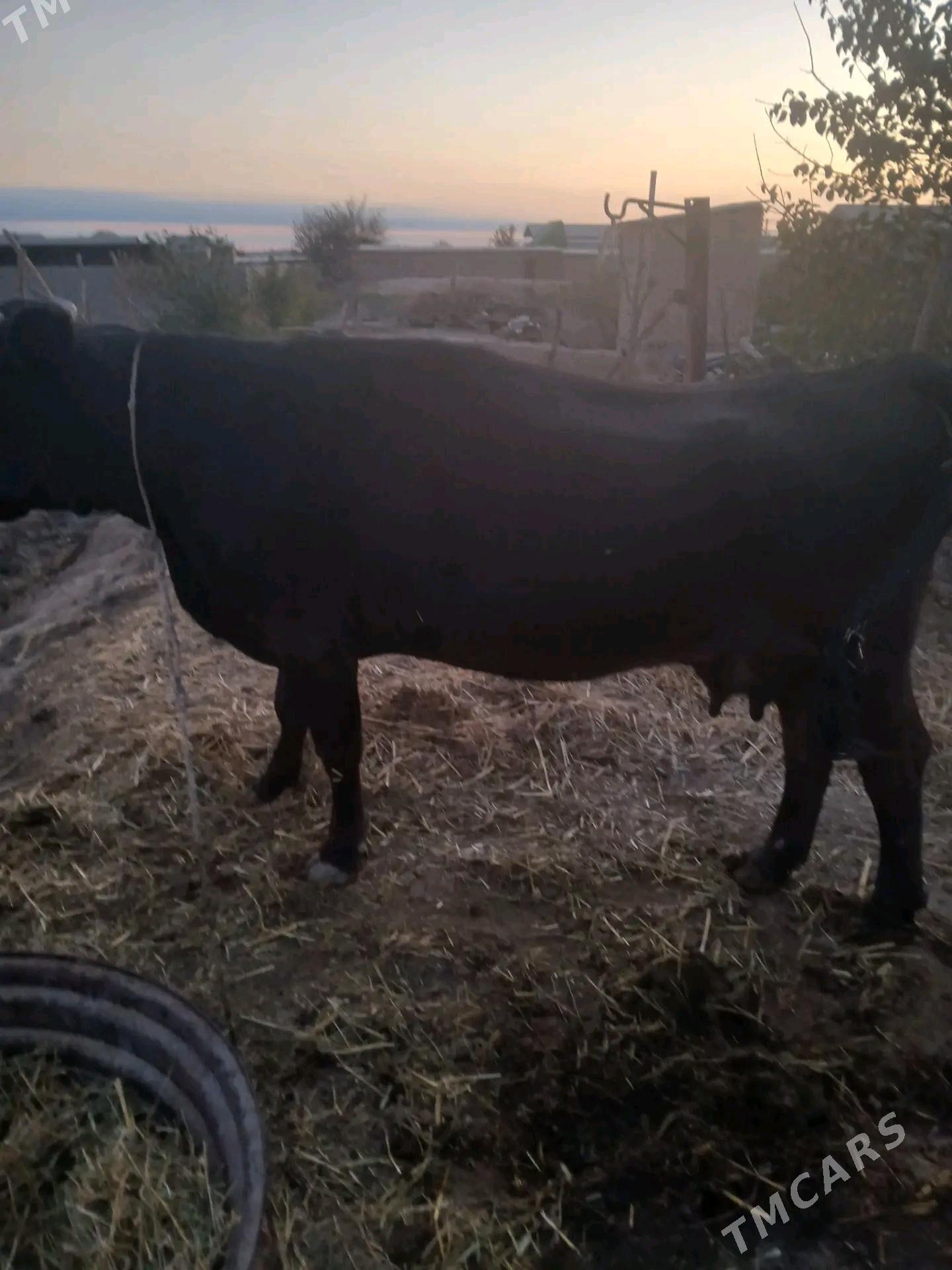 sygyr - Kaka - img 5