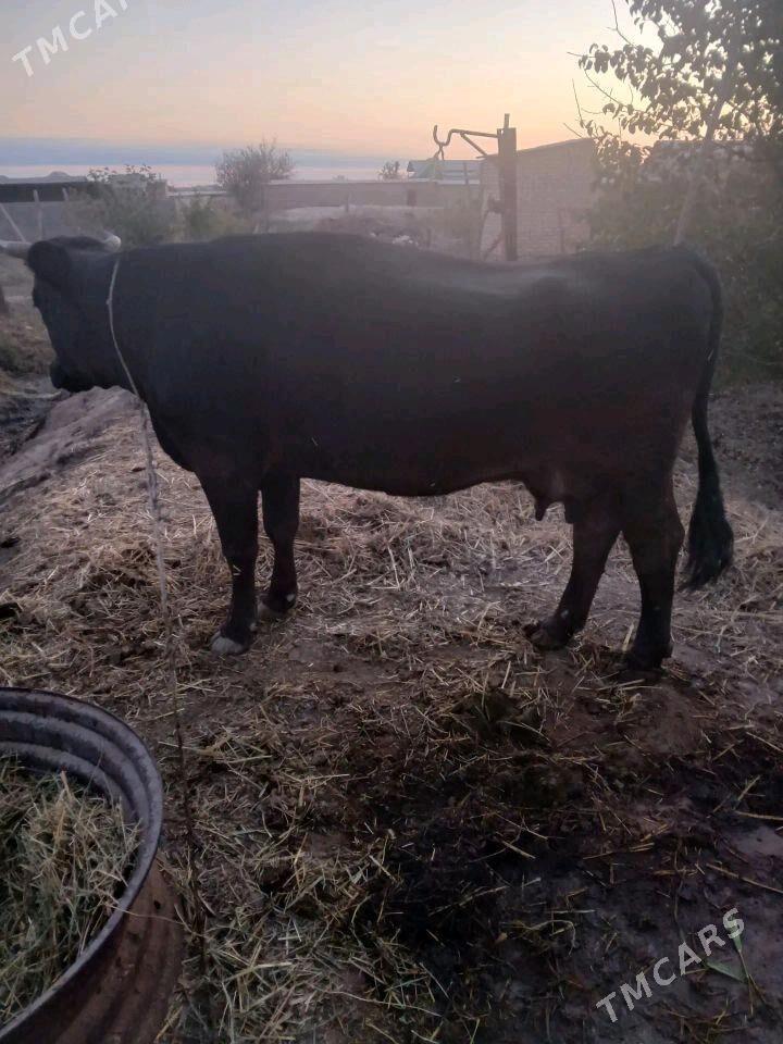 sygyr - Kaka - img 6