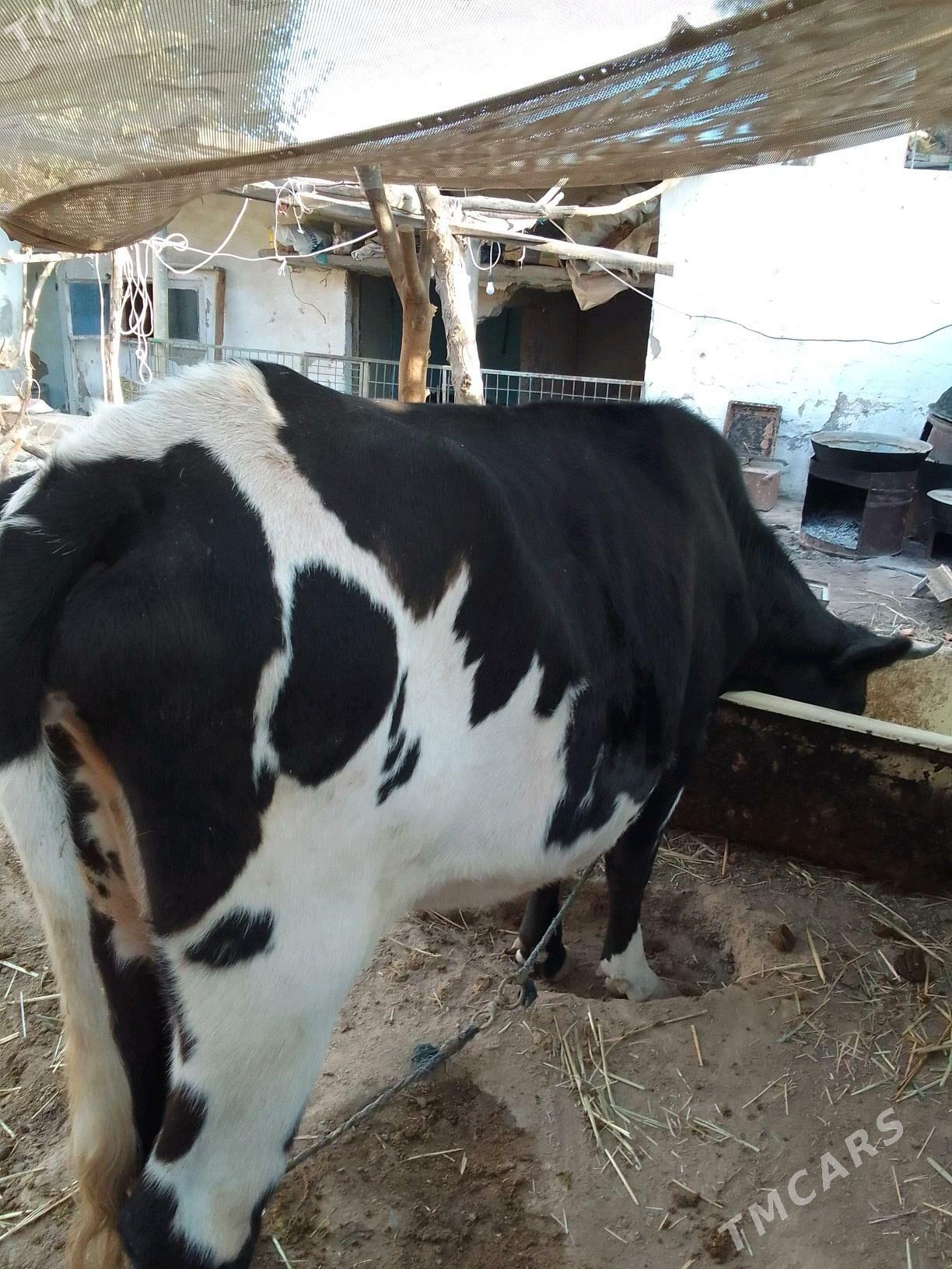 göleli sygyr - Кëши - img 7