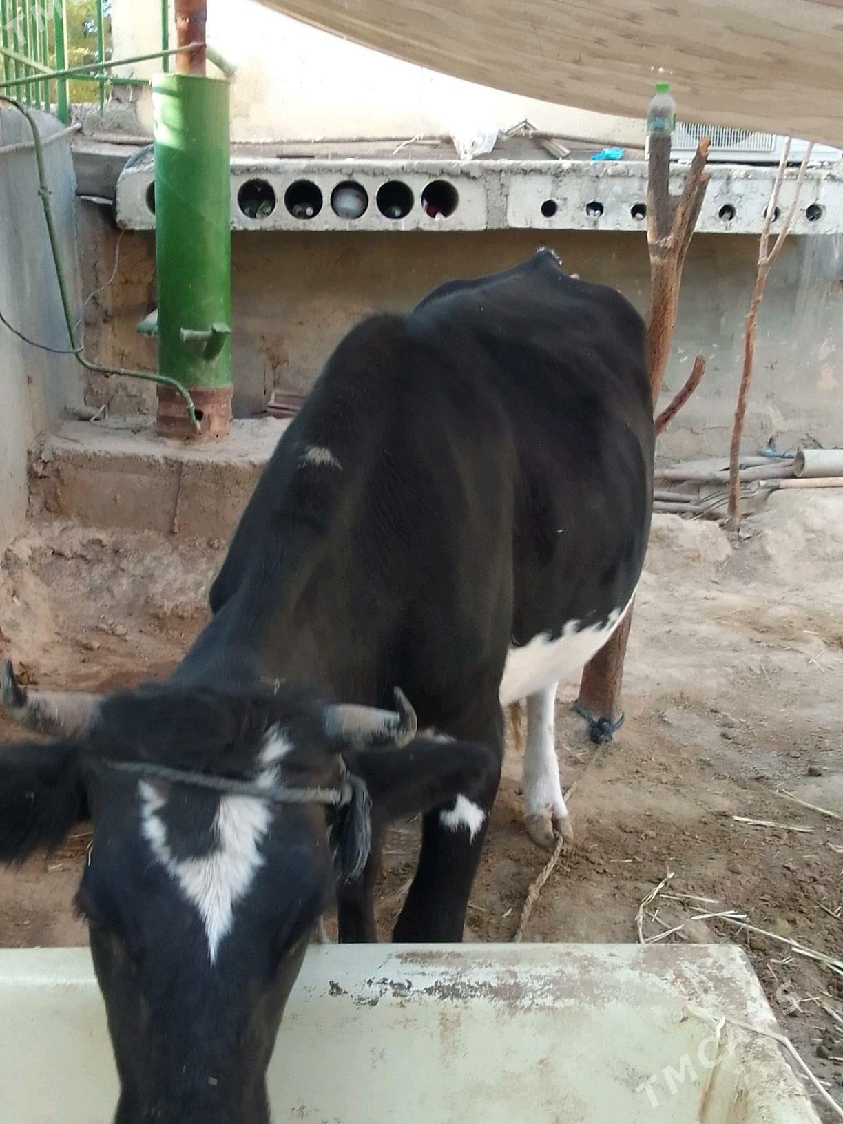 göleli sygyr - Кëши - img 4