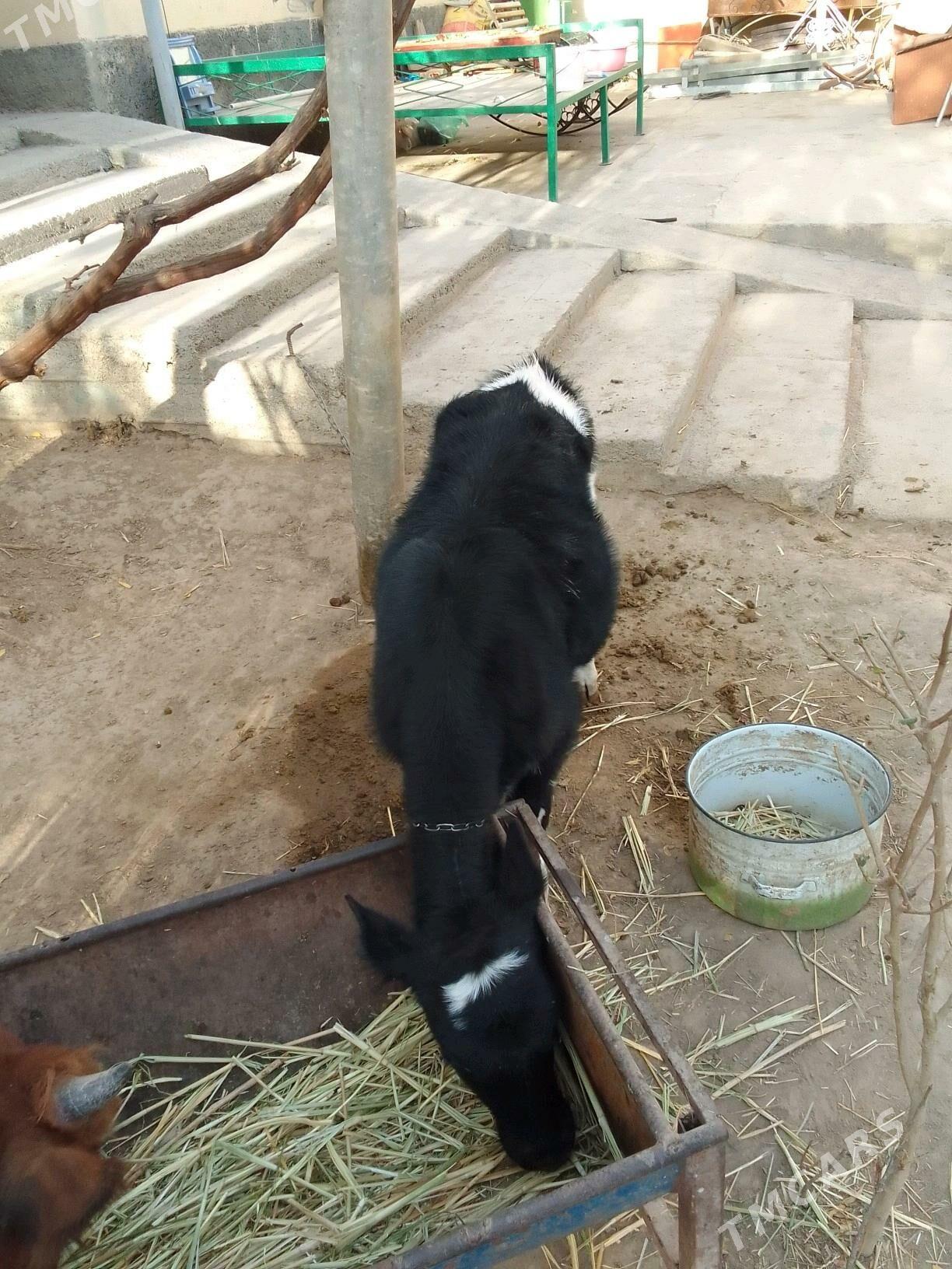 göleli sygyr - Кëши - img 6