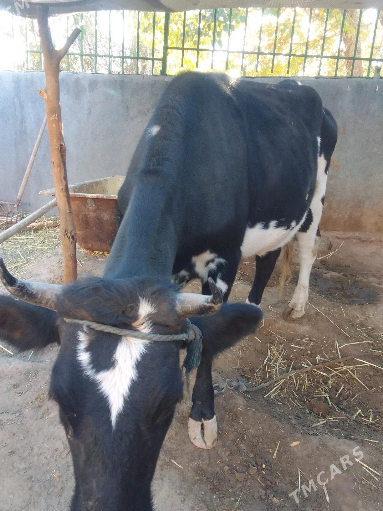 göleli sygyr - Кëши - img 1