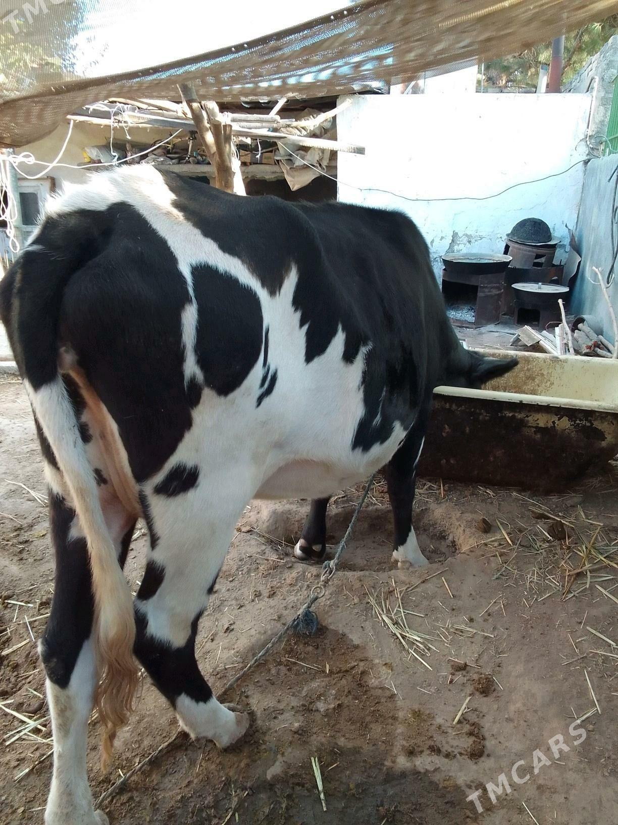 göleli sygyr - Кëши - img 2