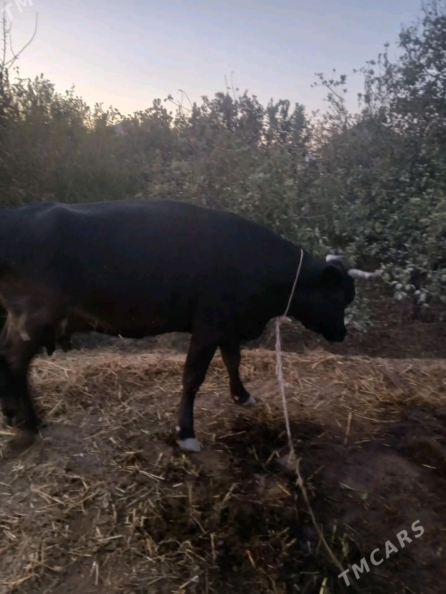 sygyr - Kaka - img 7