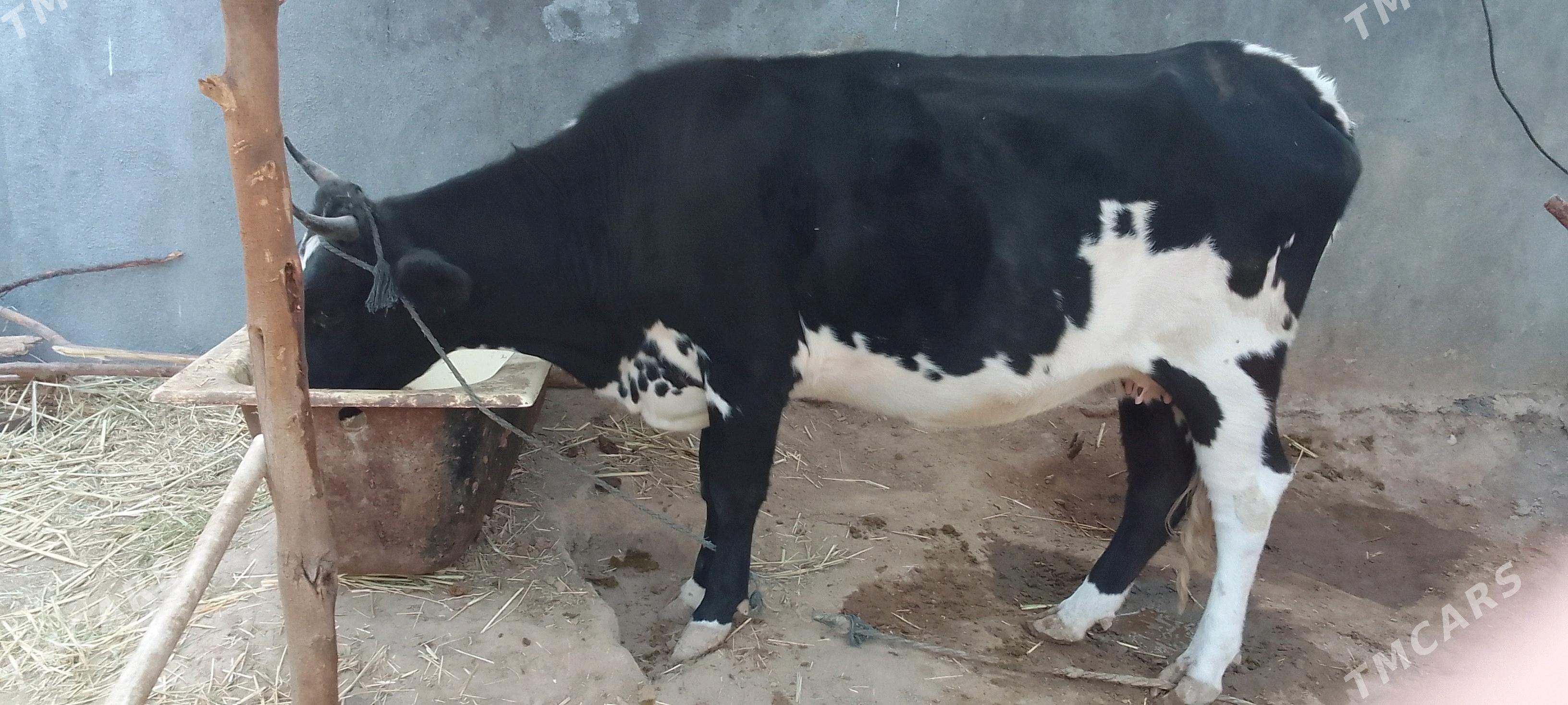 göleli sygyr - Кëши - img 9