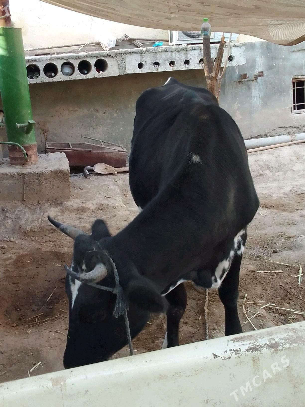 göleli sygyr - Кëши - img 10