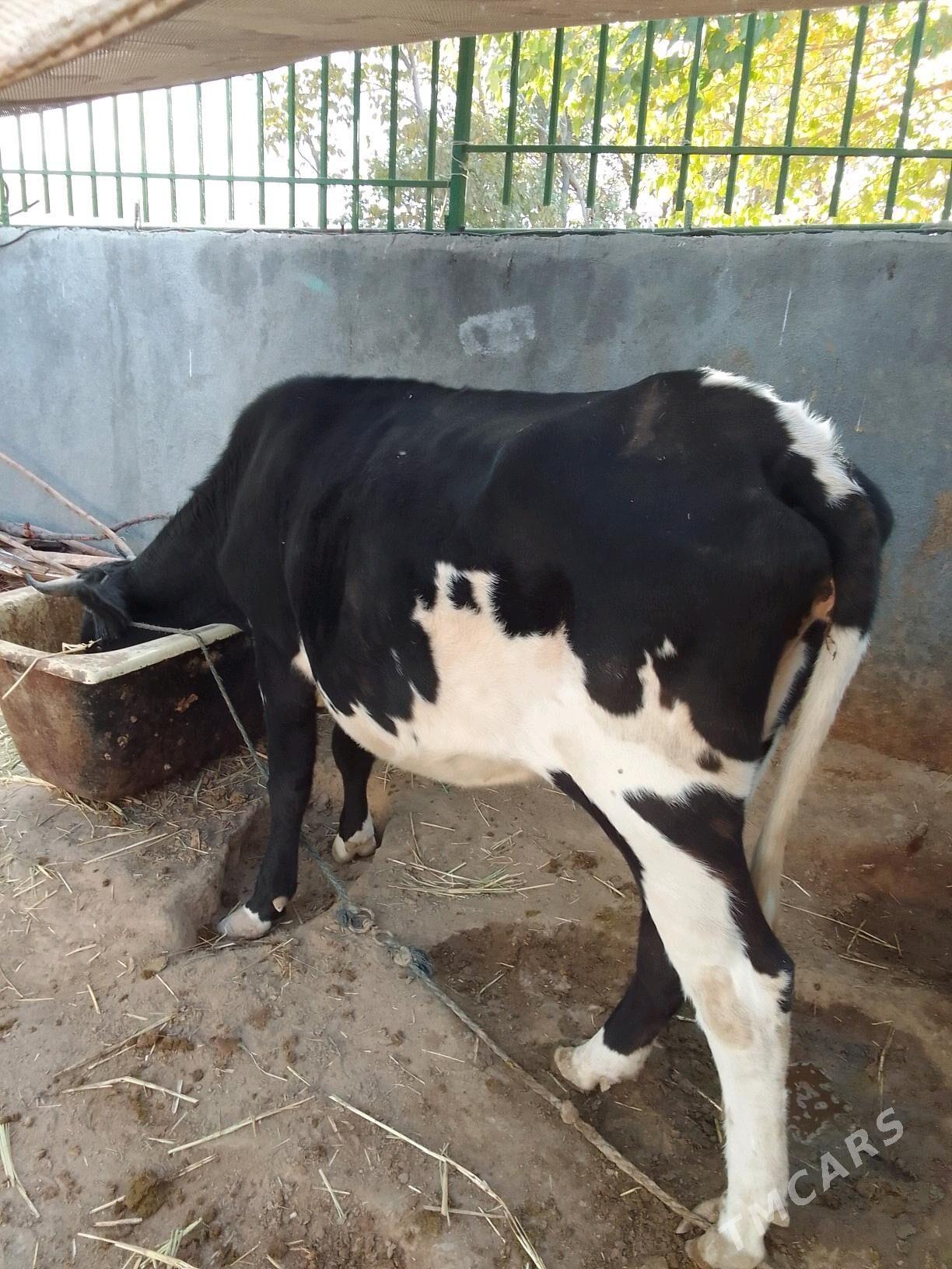 göleli sygyr - Кëши - img 3