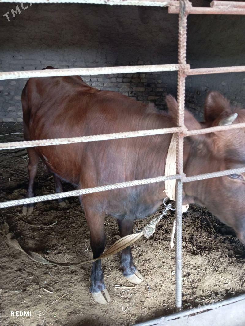 gulajyn - Мары - img 1