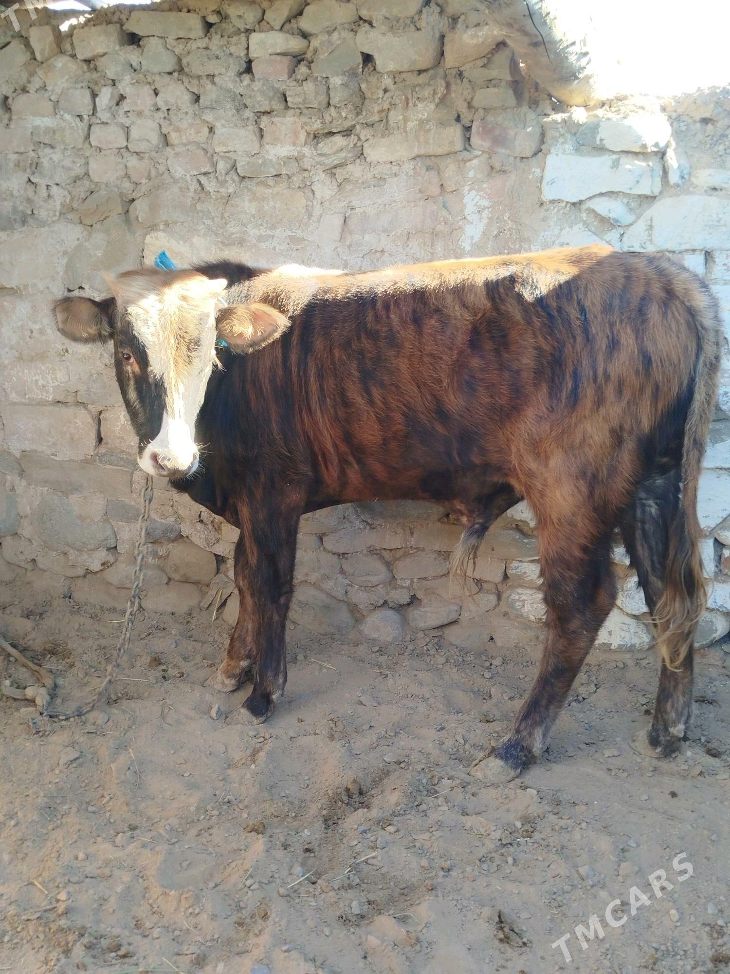 öküz - Гызыларбат - img 2