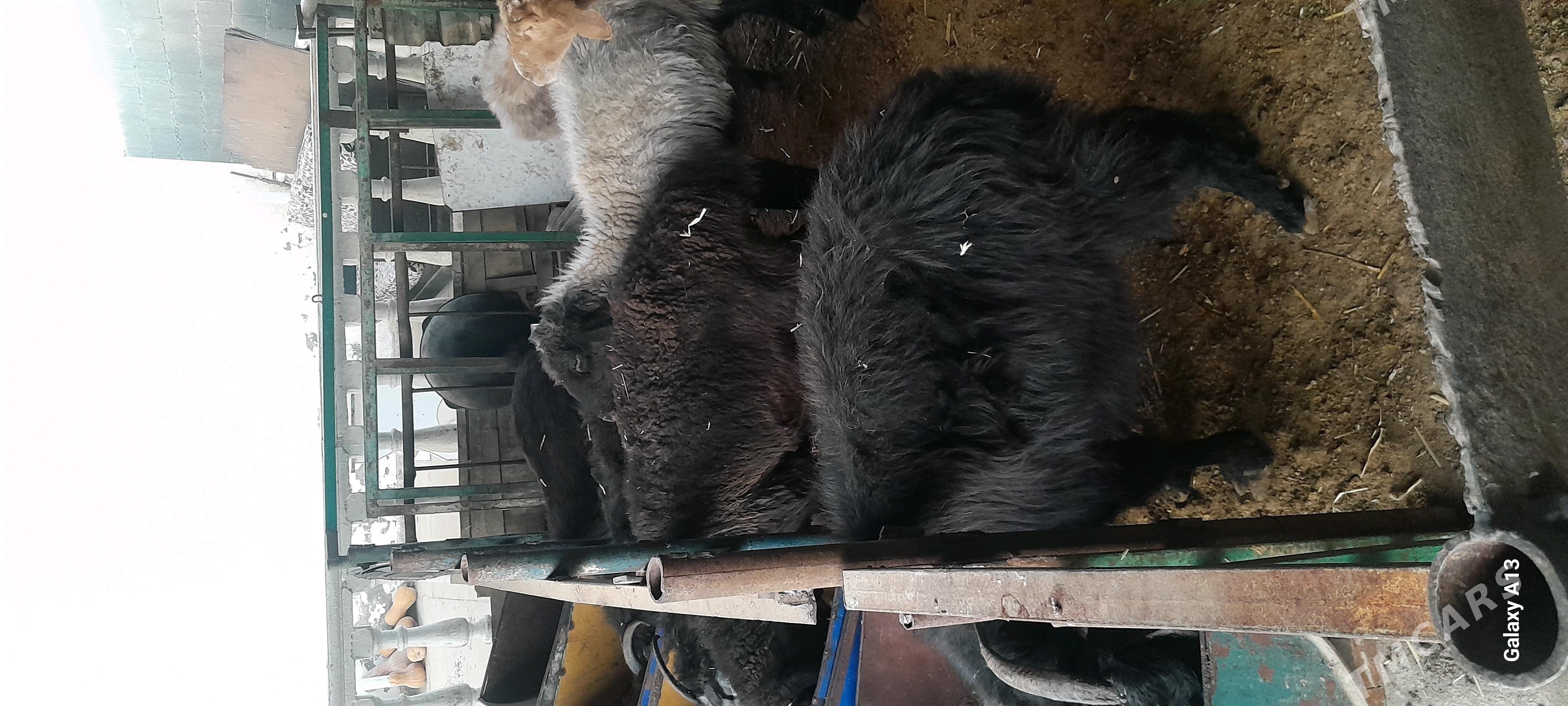 goyun geçi - Бахарден - img 1