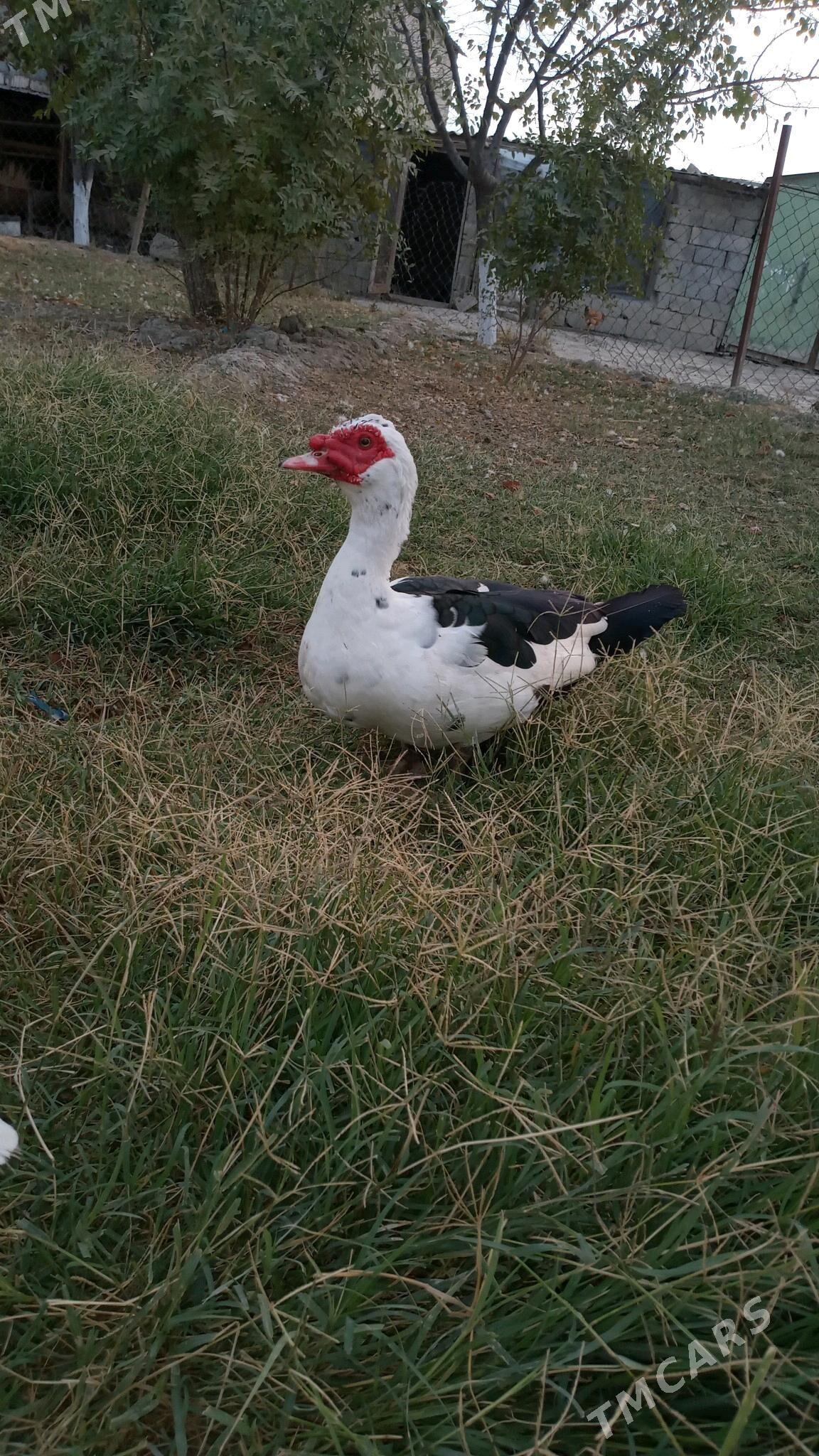 ordek indawutga - Гёкдепе - img 2