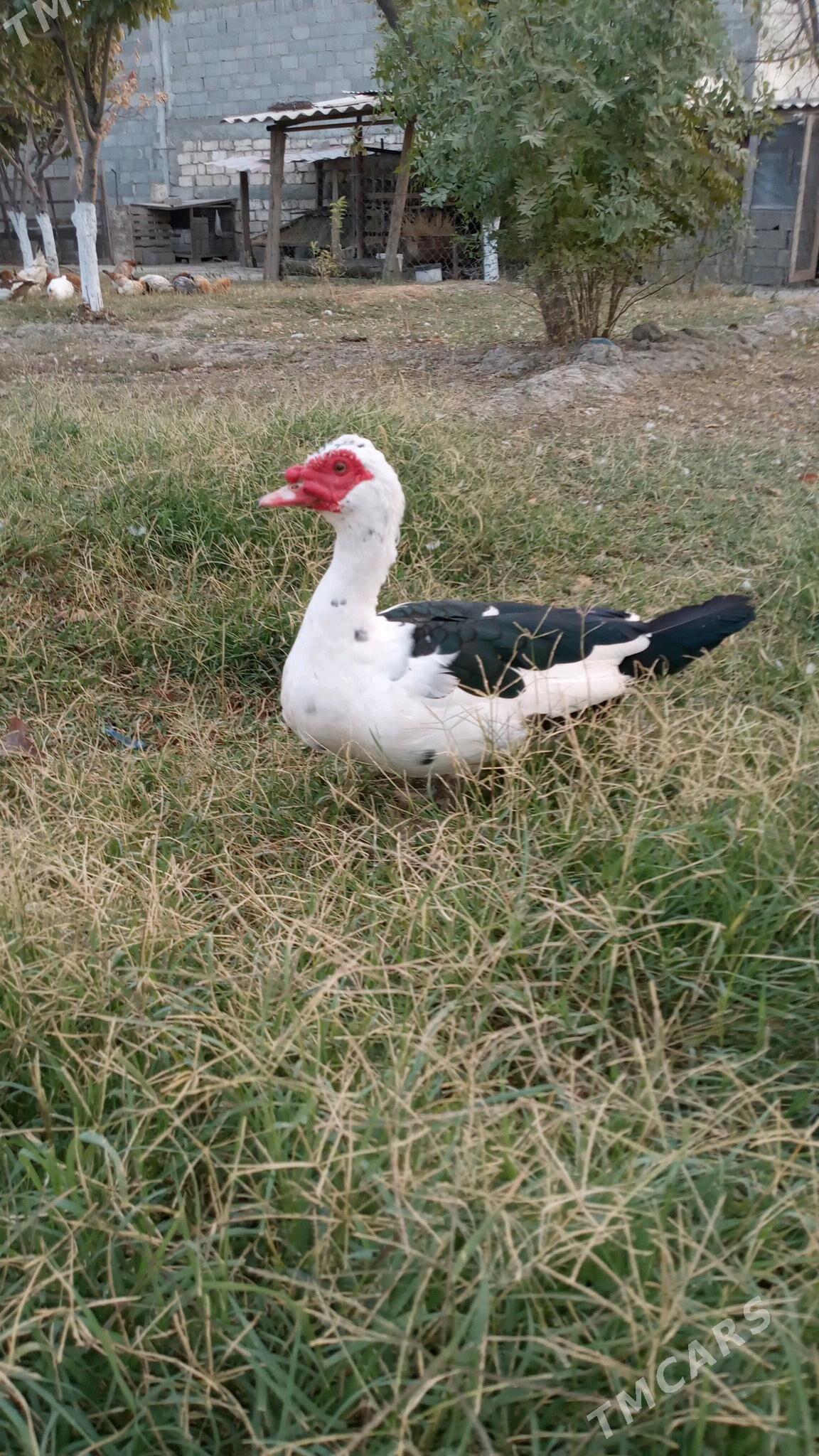 ordek indawutga - Гёкдепе - img 3