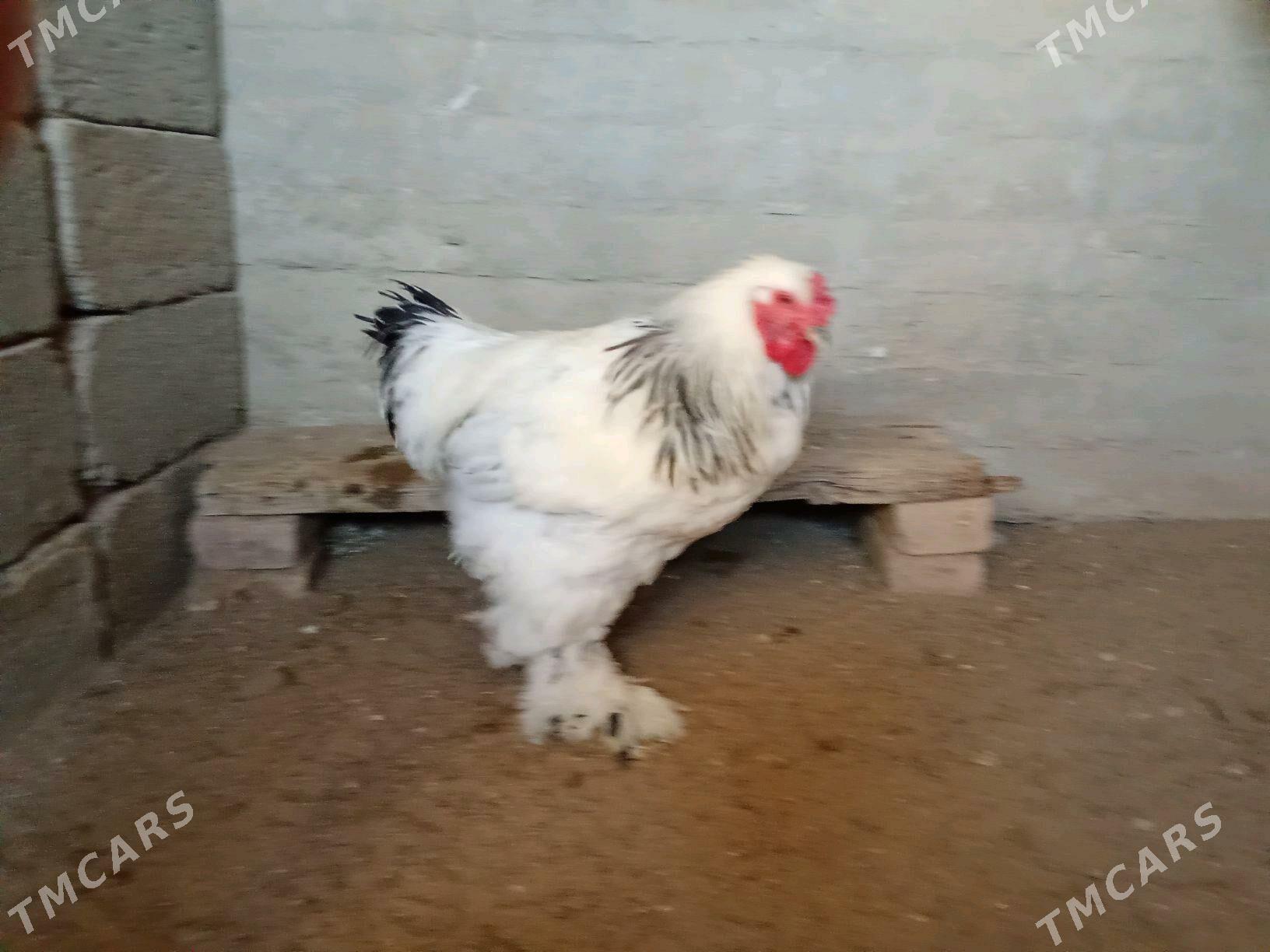 HORAZ - Гумдаг - img 3