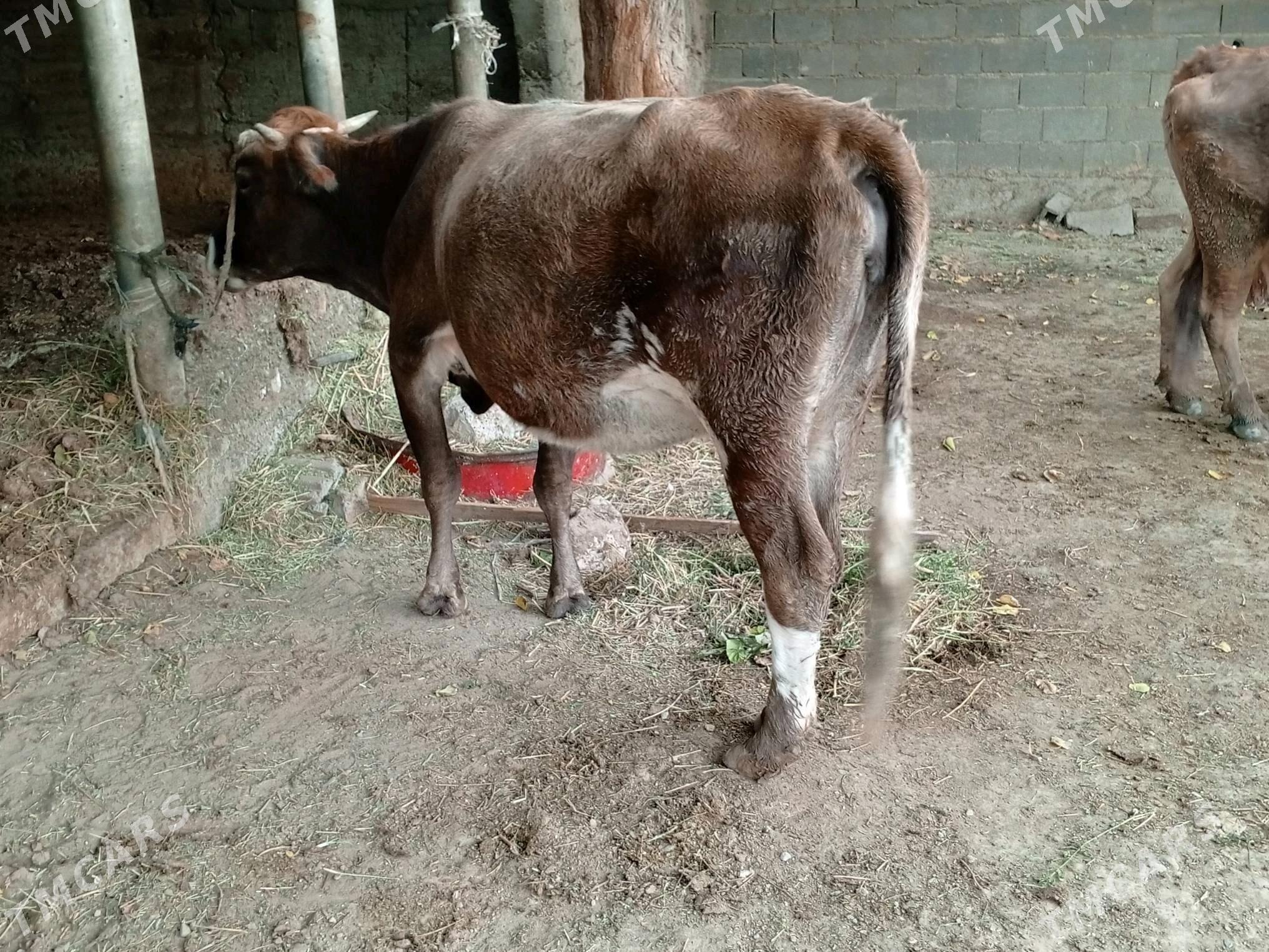 Bogaz sygyr - Gökdepe - img 1