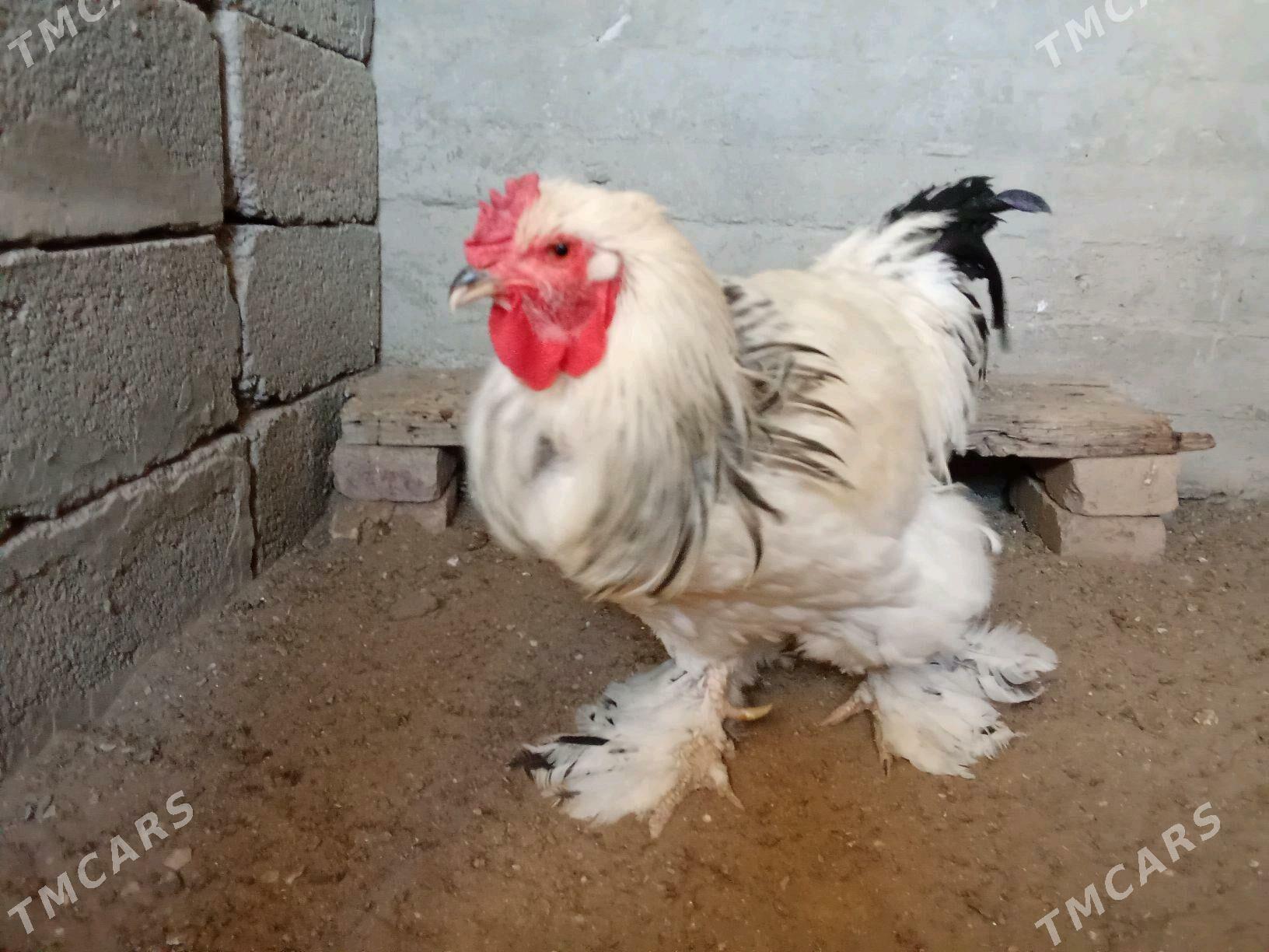 HORAZ - Гумдаг - img 2