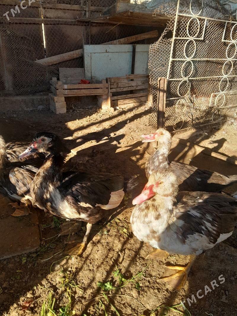 indawutga - Мары - img 2