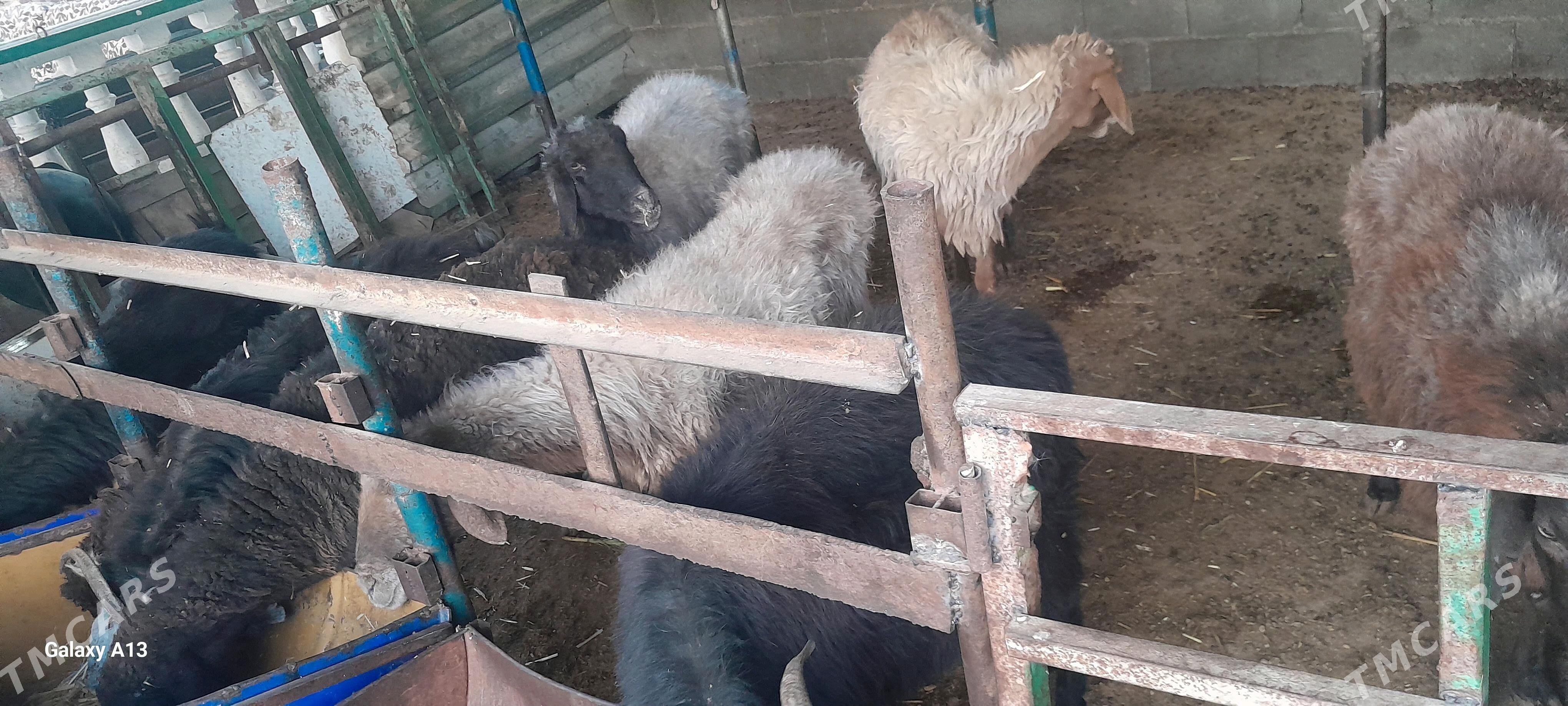 goyun geçi - Бахарден - img 2