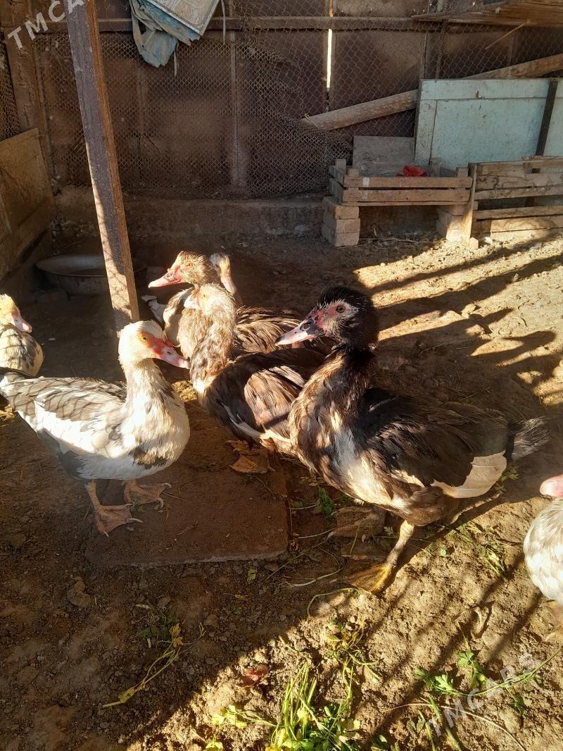 indawutga - Мары - img 3