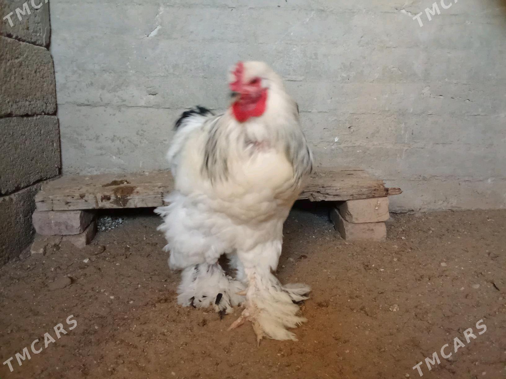 HORAZ - Гумдаг - img 4