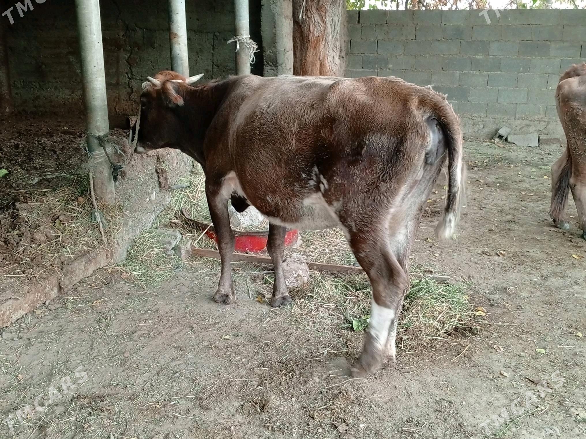 Bogaz sygyr - Gökdepe - img 2