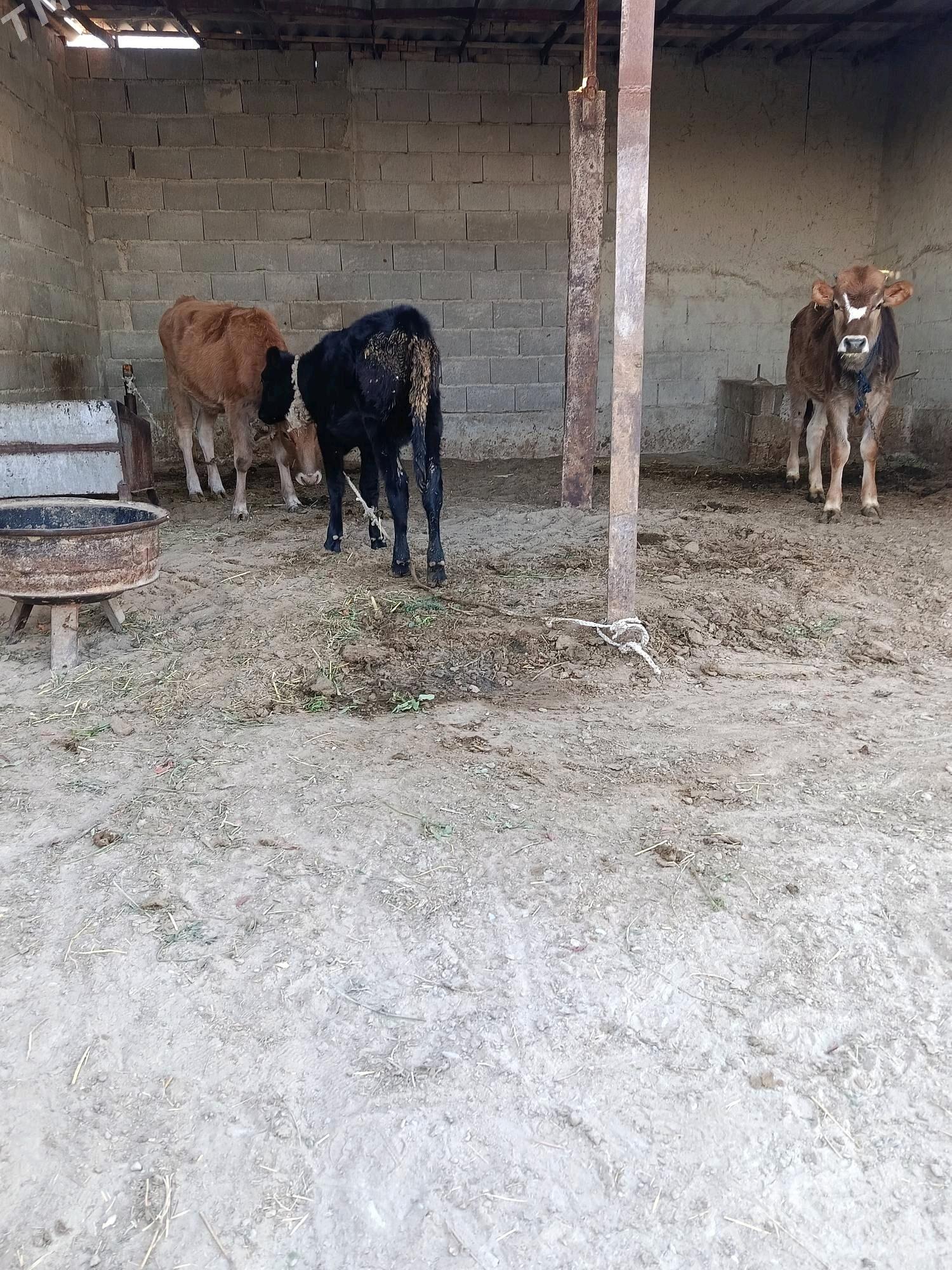 tüwe - Bäherden - img 1