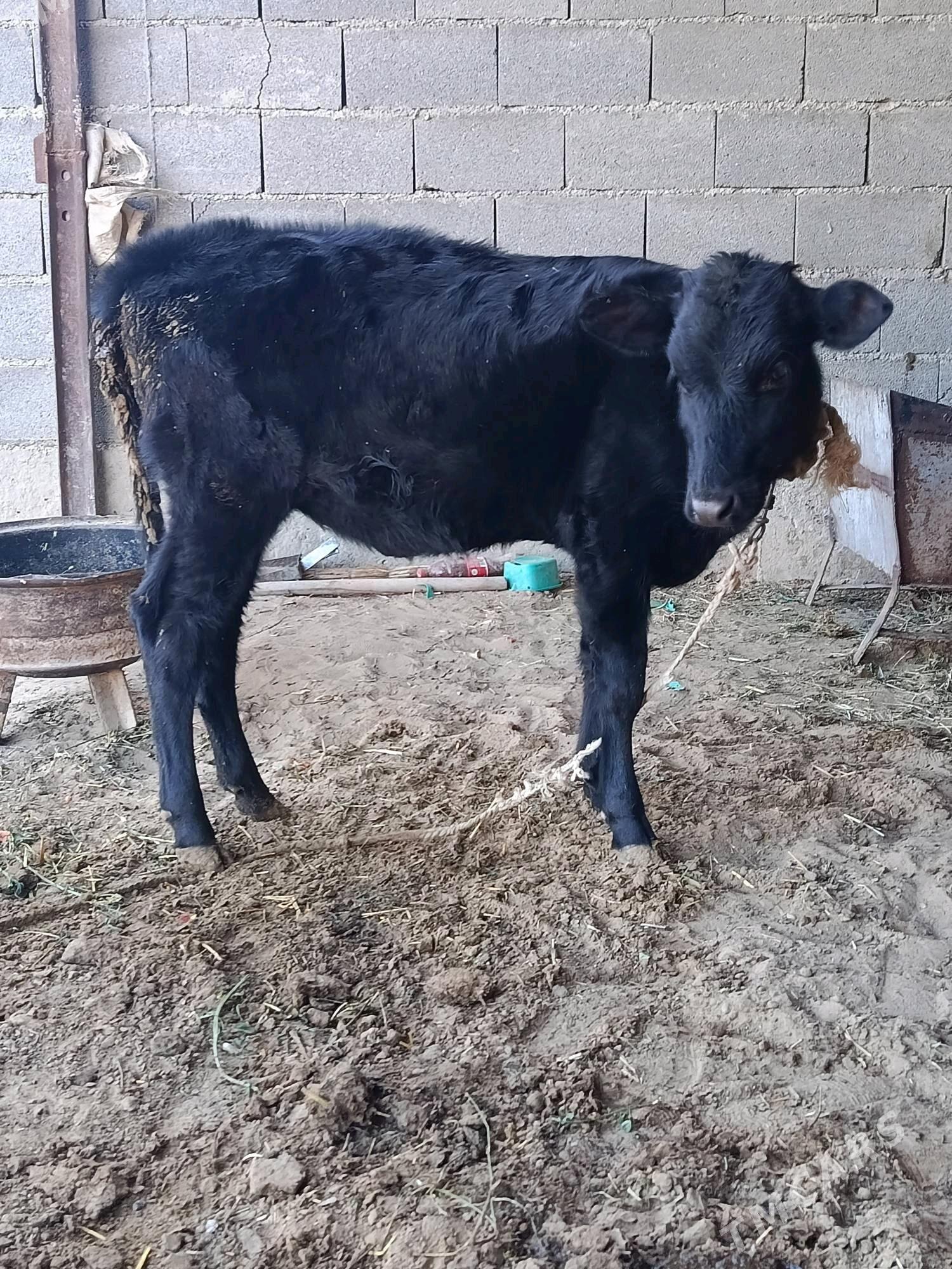 tüwe - Bäherden - img 2