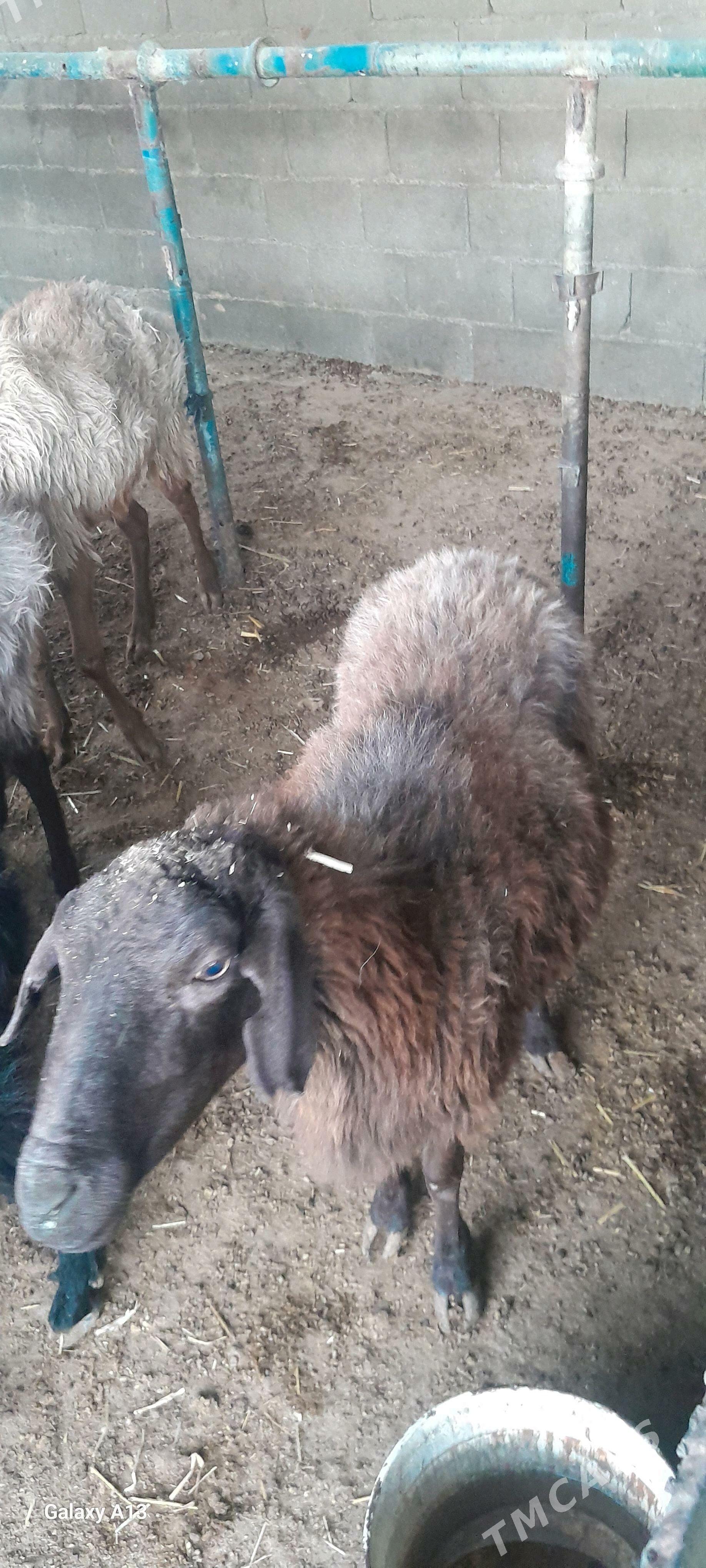 goyun geçi - Бахарден - img 3